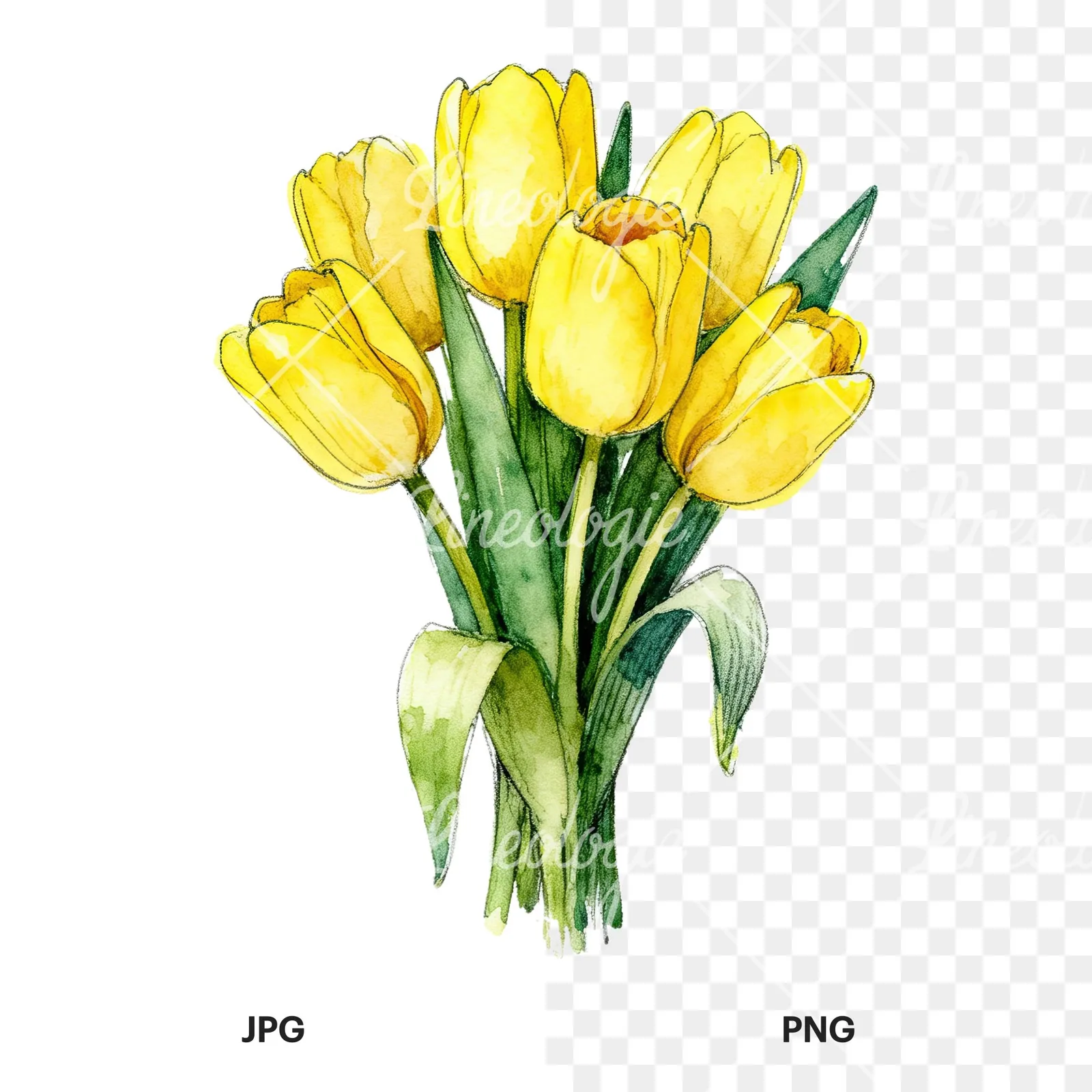 Watercolor compact yellow tulip bouquet clipart 3 of 9, as a JPG on white and a transparent PNG