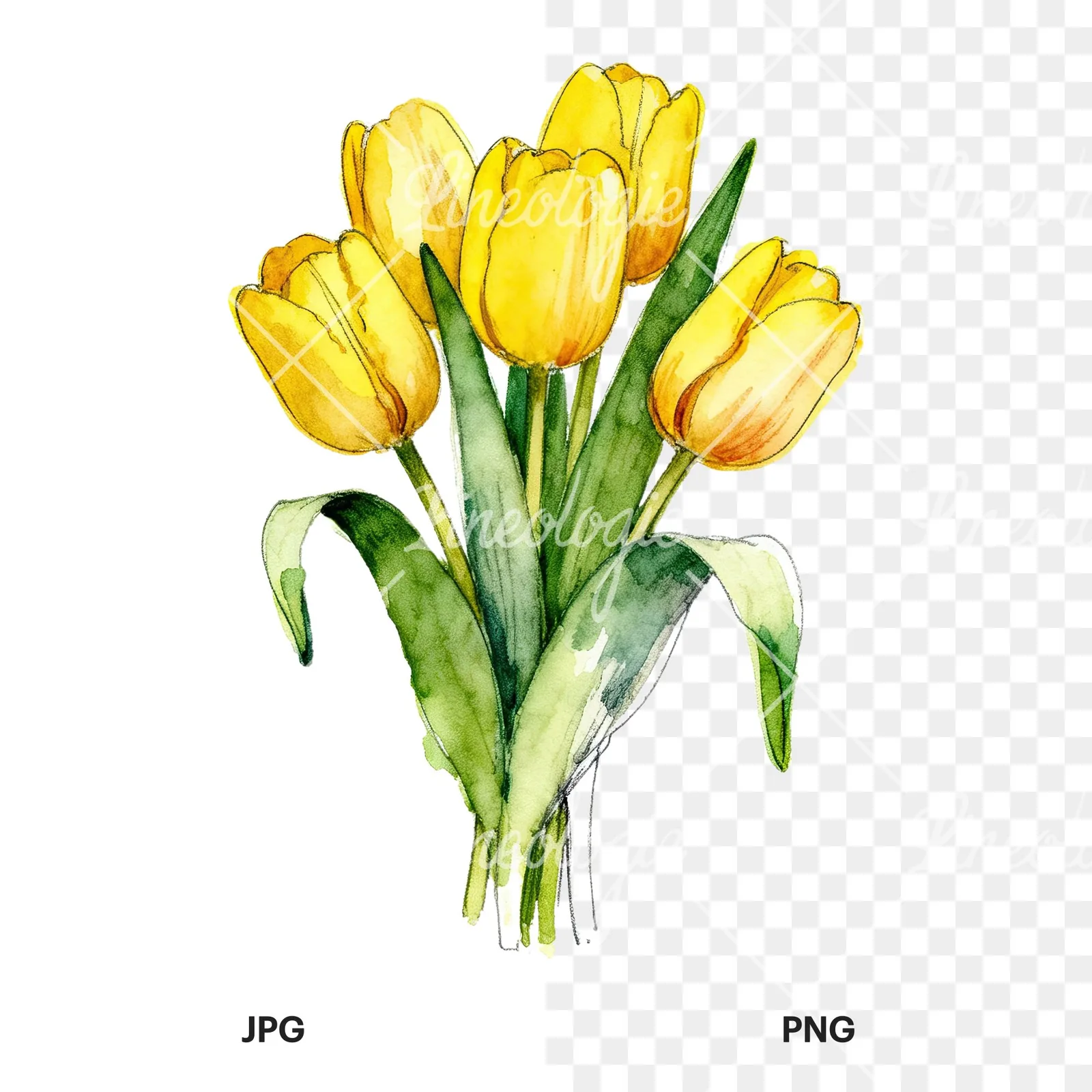 Watercolor compact yellow tulip bouquet clipart 4 of 9, as a JPG on white and a transparent PNG