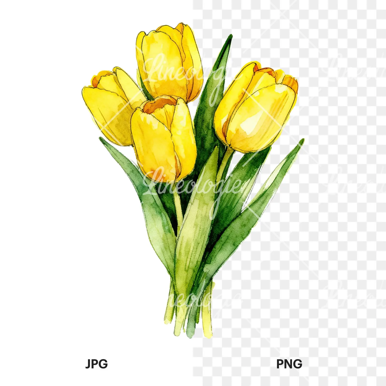 Watercolor compact yellow tulip bouquet clipart 5 of 9, as a JPG on white and a transparent PNG
