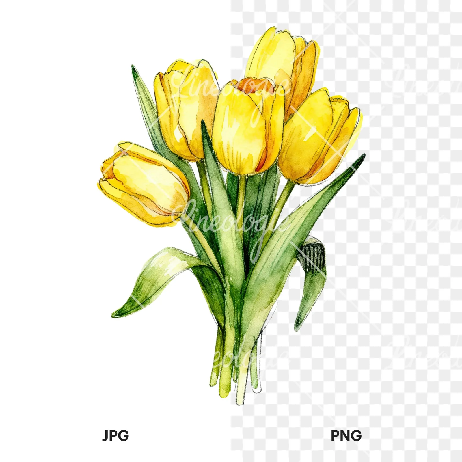 Watercolor compact yellow tulip bouquet clipart 6 of 9, as a JPG on white and a transparent PNG