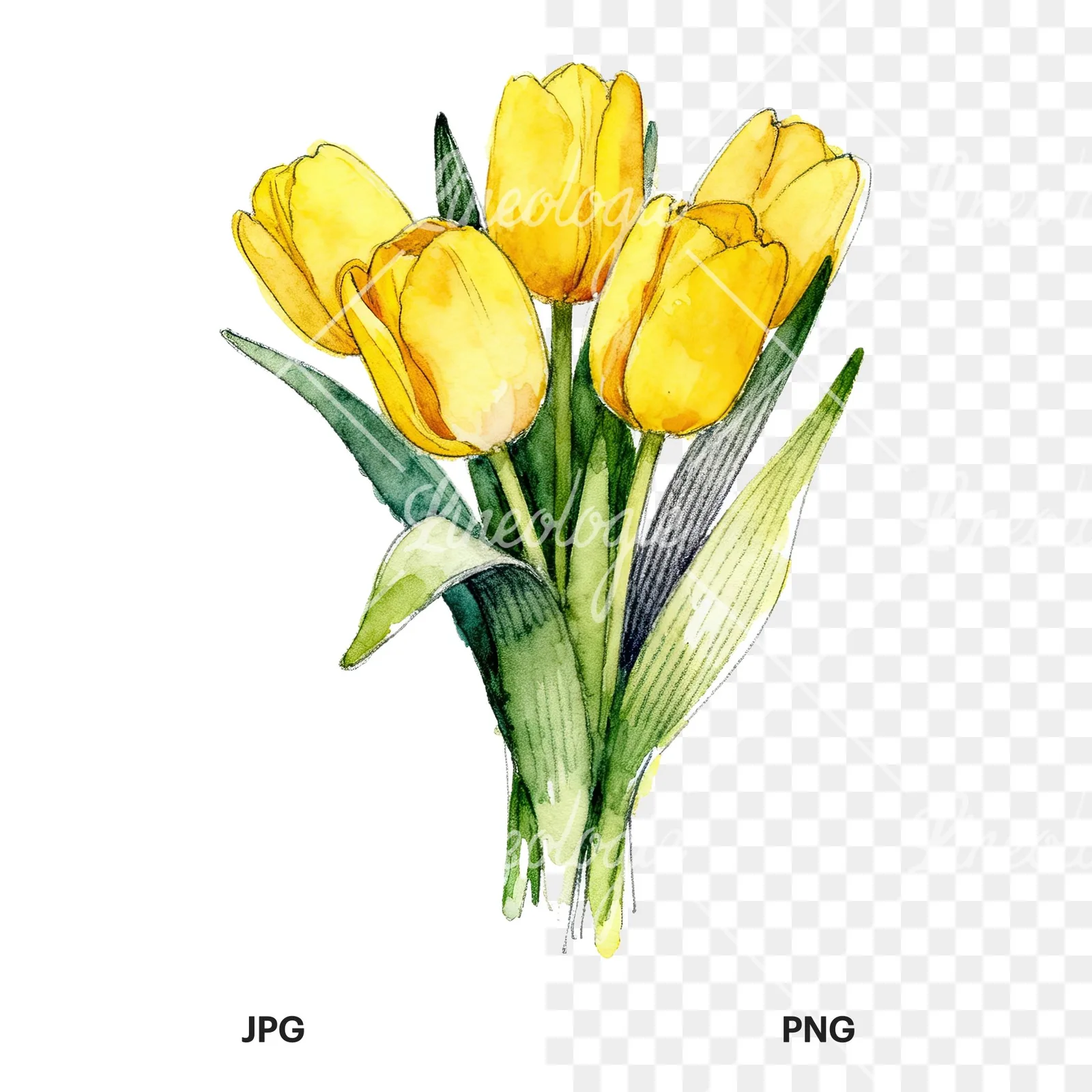 Watercolor compact yellow tulip bouquet clipart 8 of 9, as a JPG on white and a transparent PNG