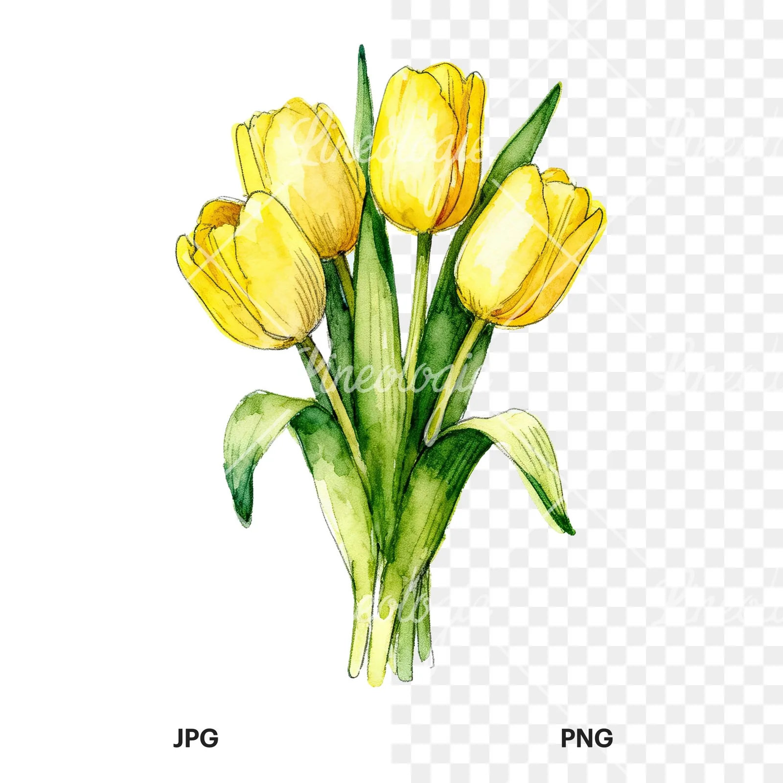Watercolor compact yellow tulip bouquet clipart 9 of 9, as a JPG on white and a transparent PNG