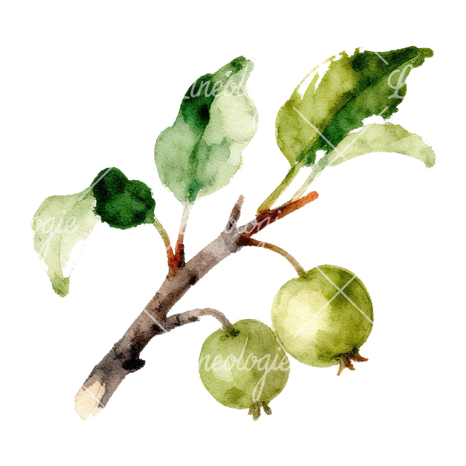 Watercolor apple and branch clipart 1 of 12 on a white background (JPG)