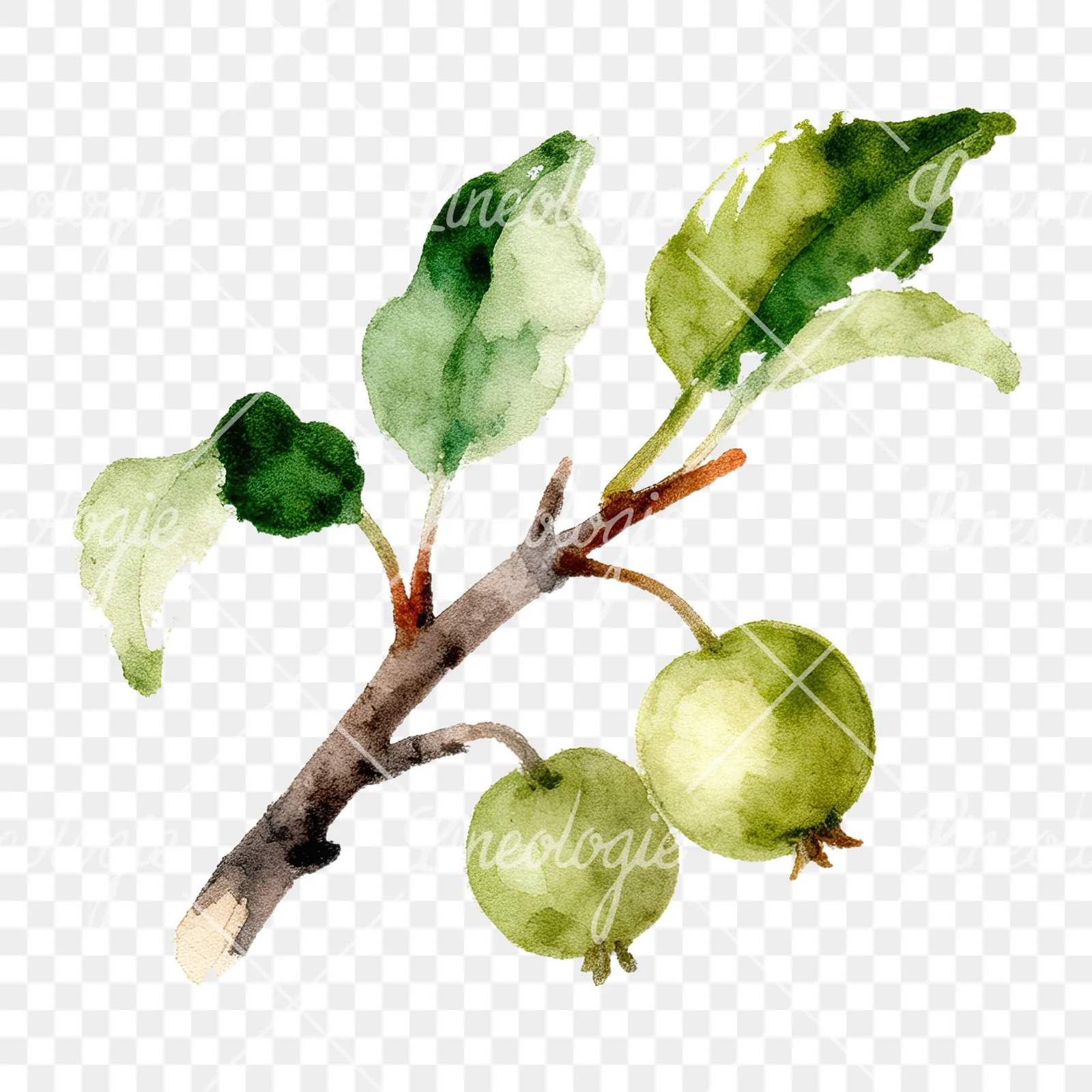 Watercolor apple and branch clipart 1 of 12 on a transparent background (PNG)