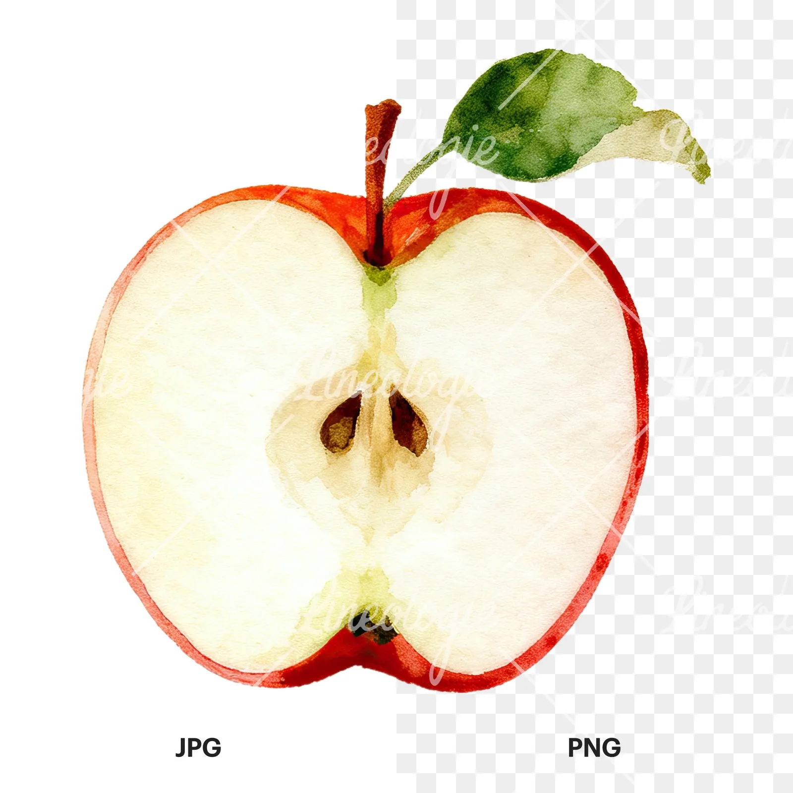 Watercolor apple and branch clipart 3 of 12, as a JPG on white and a transparent PNG