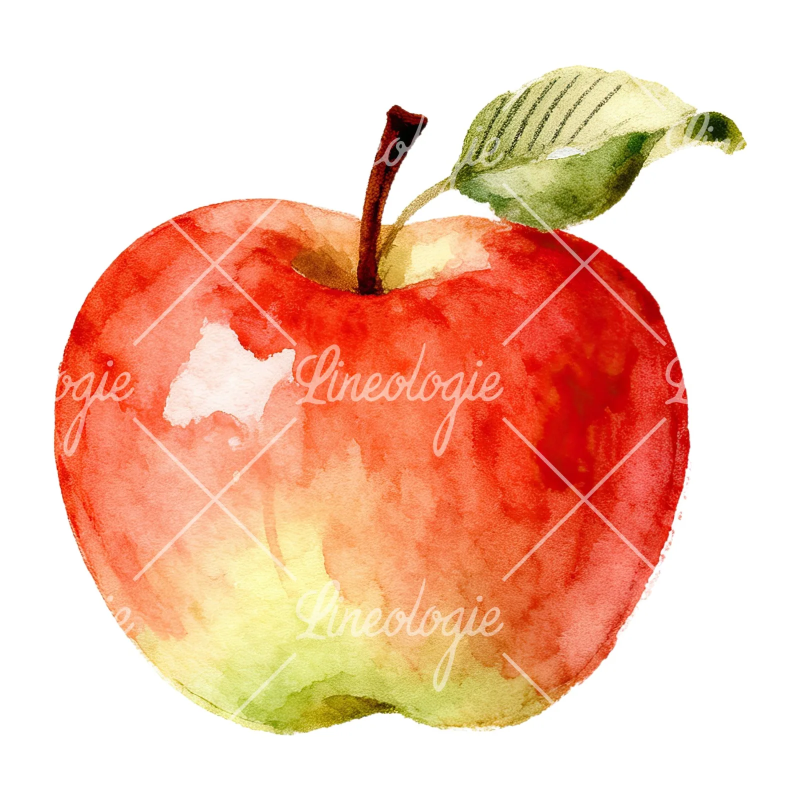Watercolor apple and branch clipart 4 of 12 on a white background (JPG)