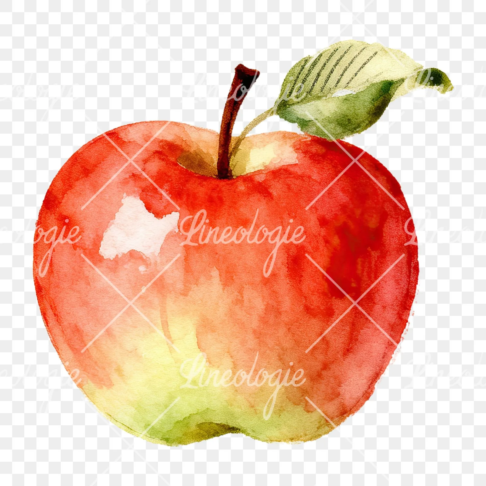Watercolor apple and branch clipart 4 of 12 on a transparent background (PNG)