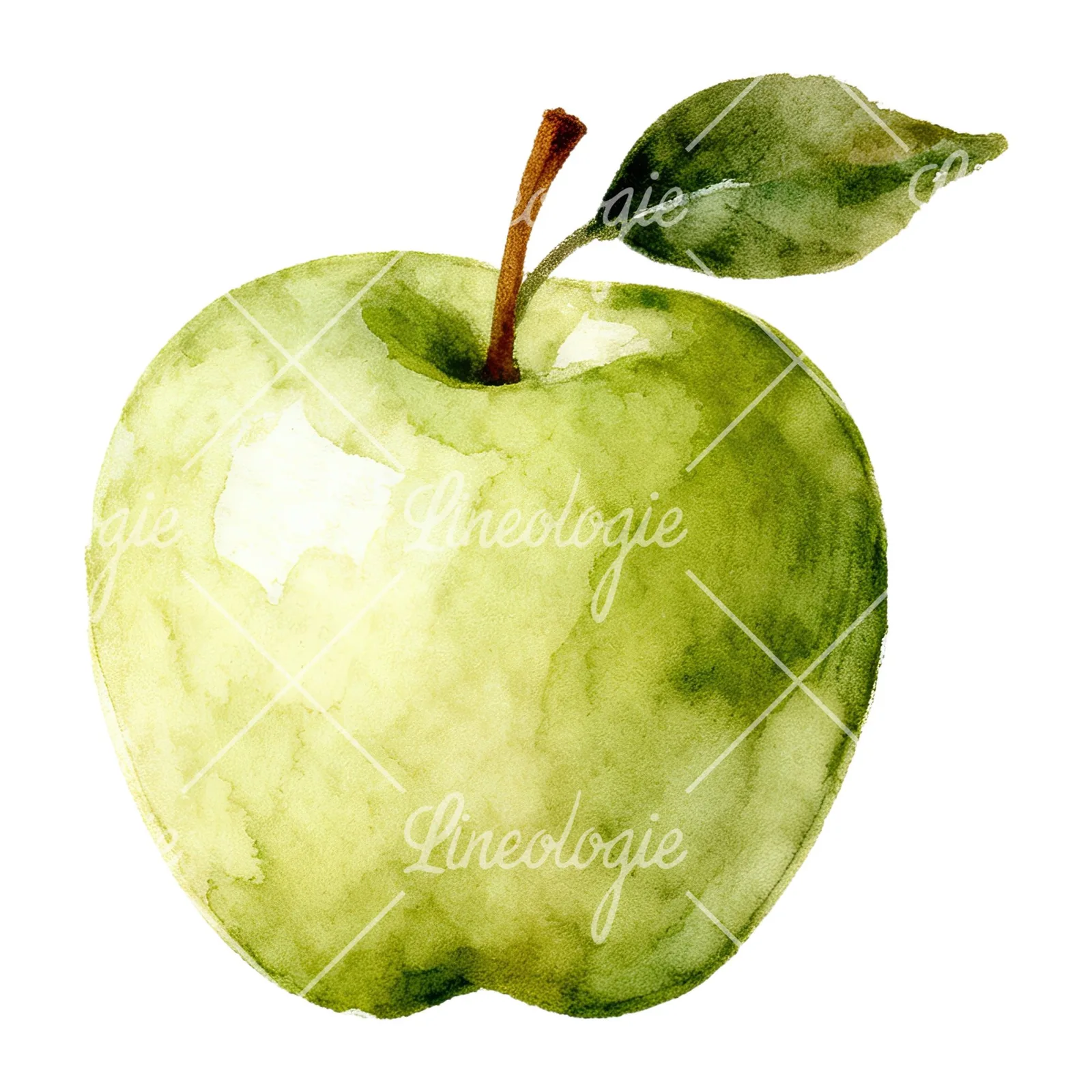 Watercolor apple and branch clipart 5 of 12 on a white background (JPG)