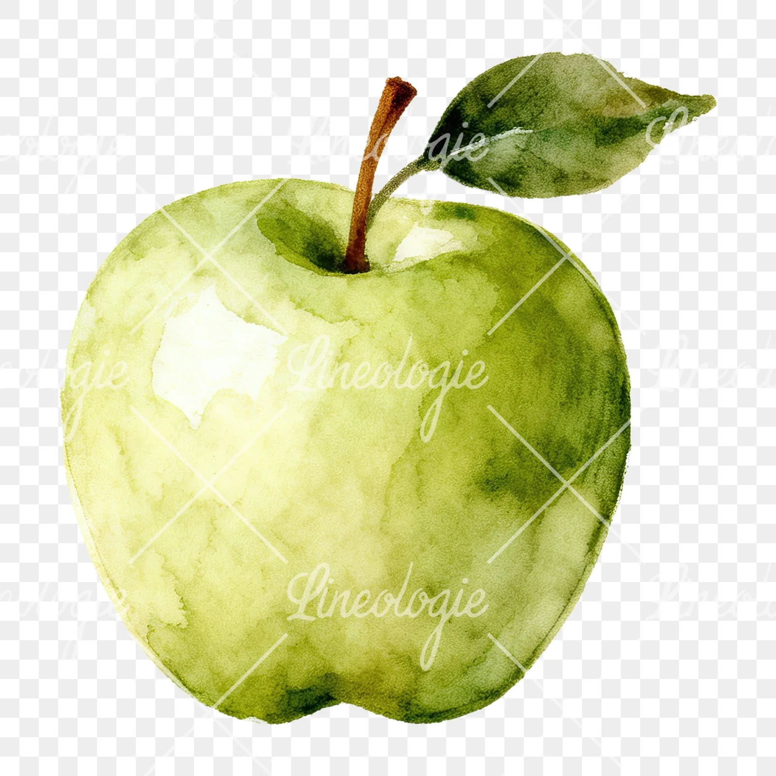 Watercolor apple and branch clipart 5 of 12 on a transparent background (PNG)