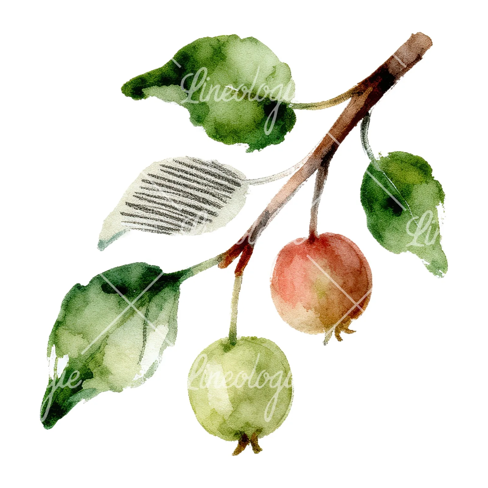 Watercolor apple and branch clipart 6 of 12 on a white background (JPG)