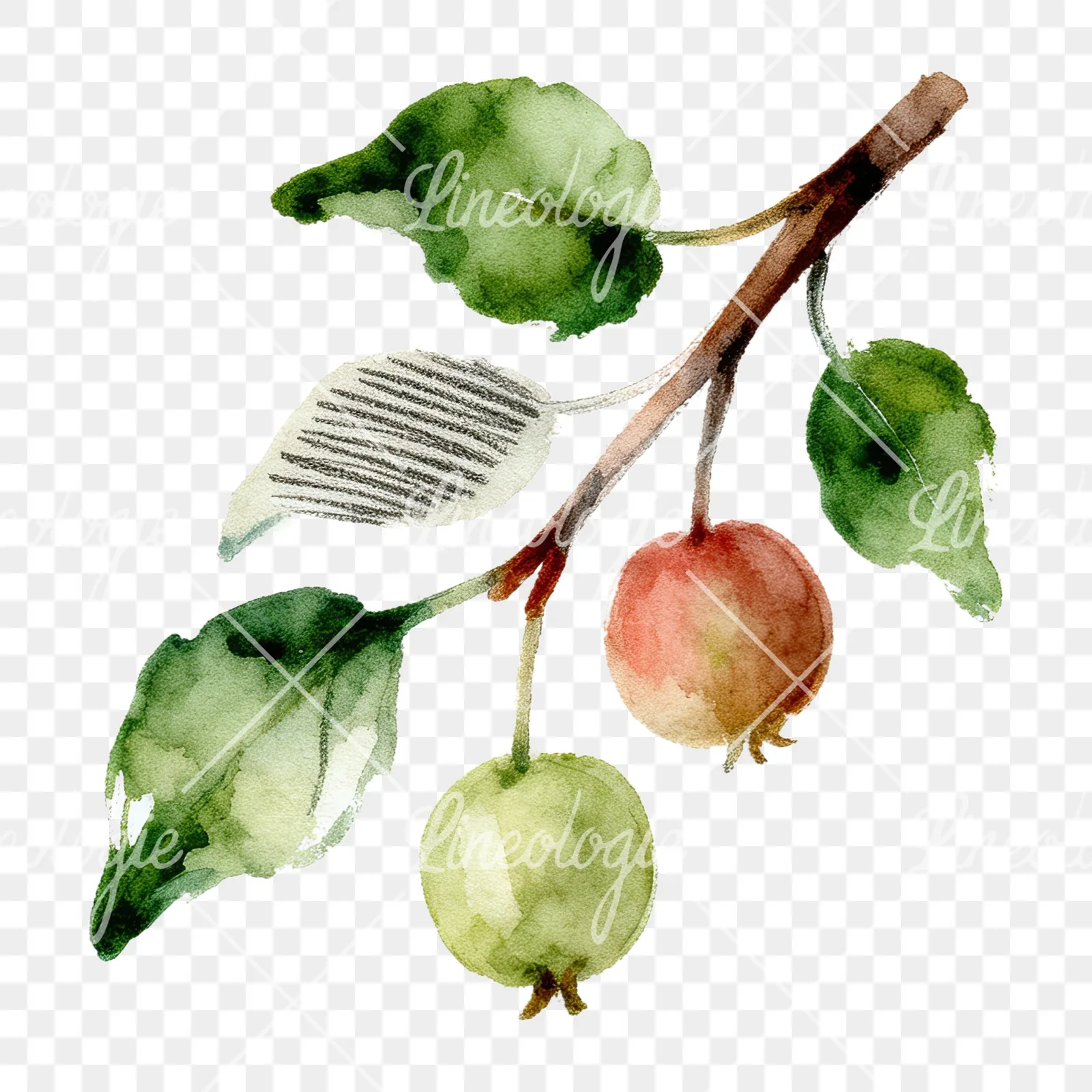 Watercolor apple and branch clipart 6 of 12 on a transparent background (PNG)