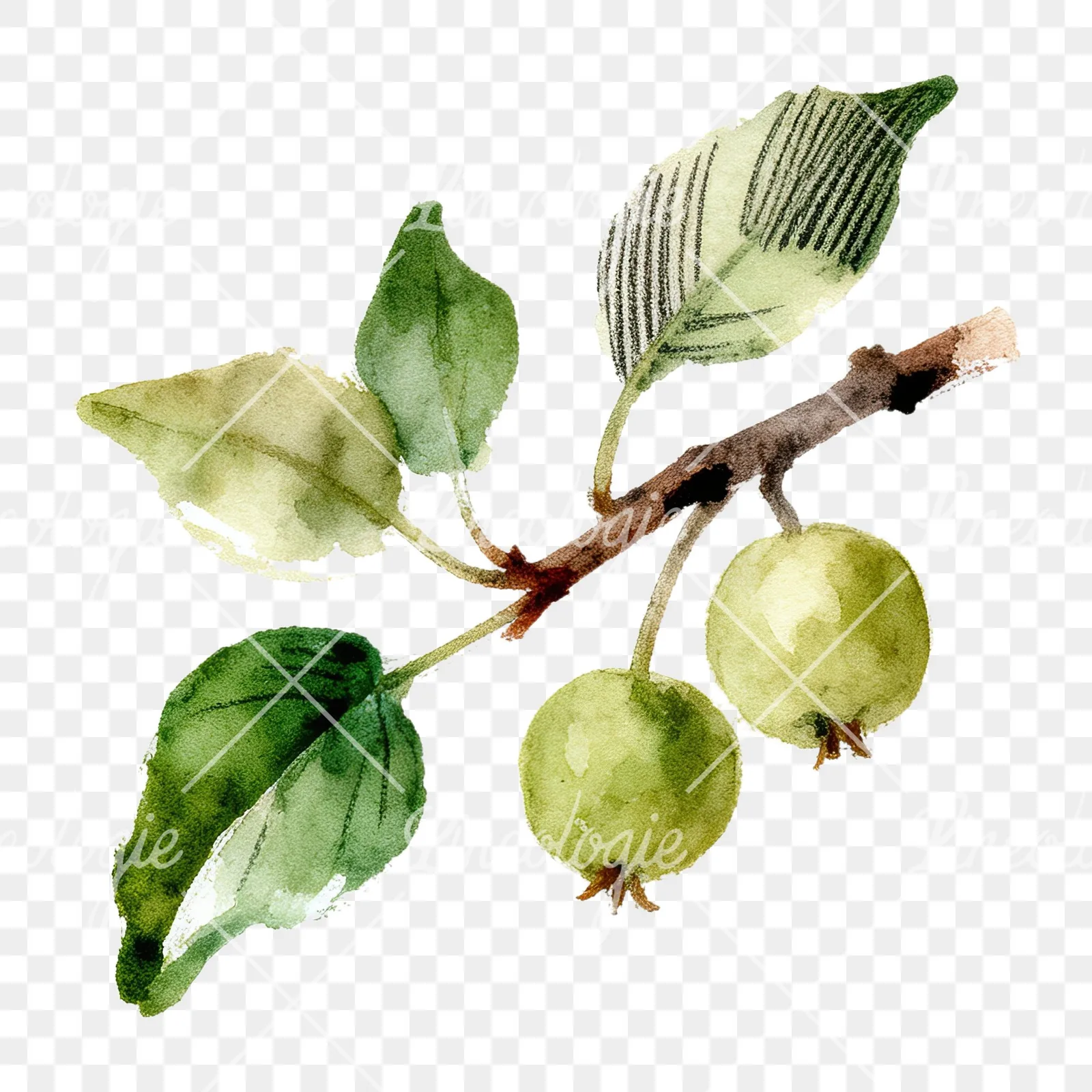 Watercolor apple and branch clipart 7 of 12 on a transparent background (PNG)