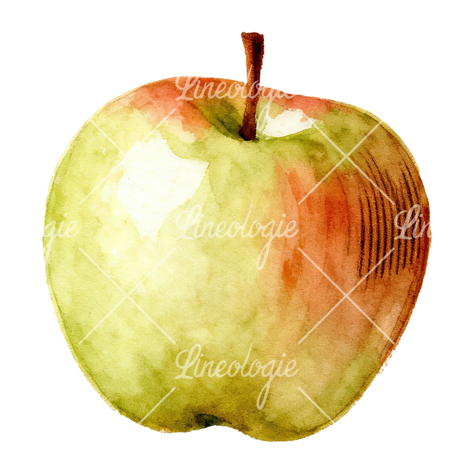 Watercolor apple and branch clipart 9 of 12 on a white background (JPG)