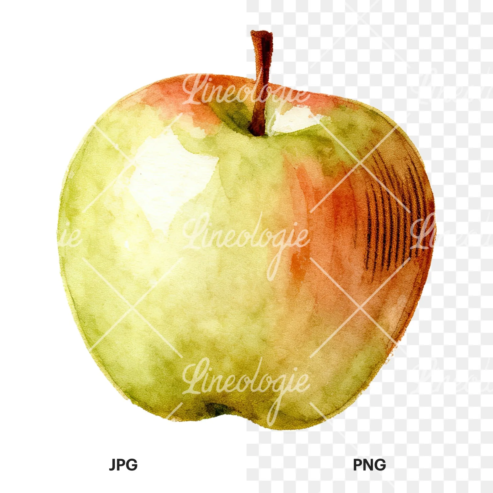 Watercolor apple and branch clipart 9 of 12, as a JPG on white and a transparent PNG