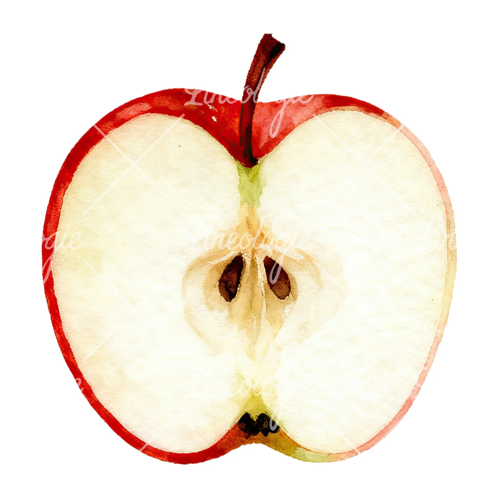 Watercolor apple and branch clipart 10 of 12 on a white background (JPG)