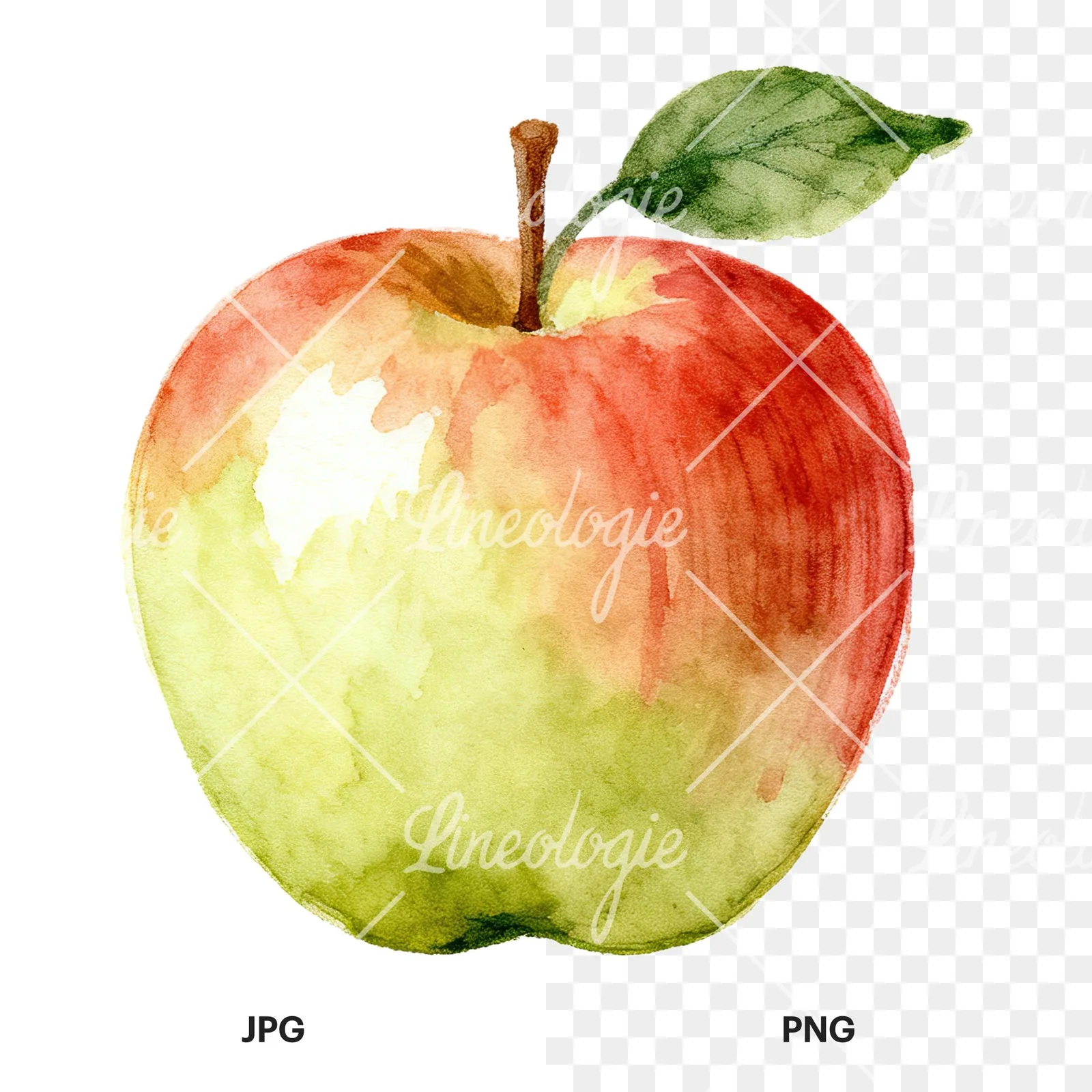 Watercolor apple and branch clipart 11 of 12, as a JPG on white and a transparent PNG