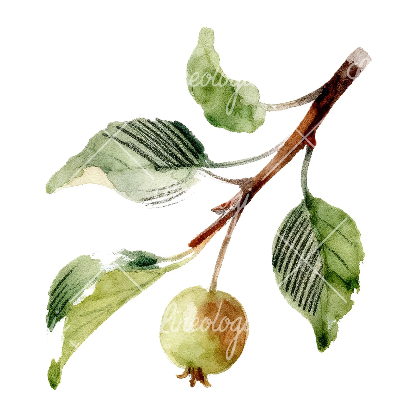 Watercolor apple and branch clipart 12 of 12 on a white background (JPG)