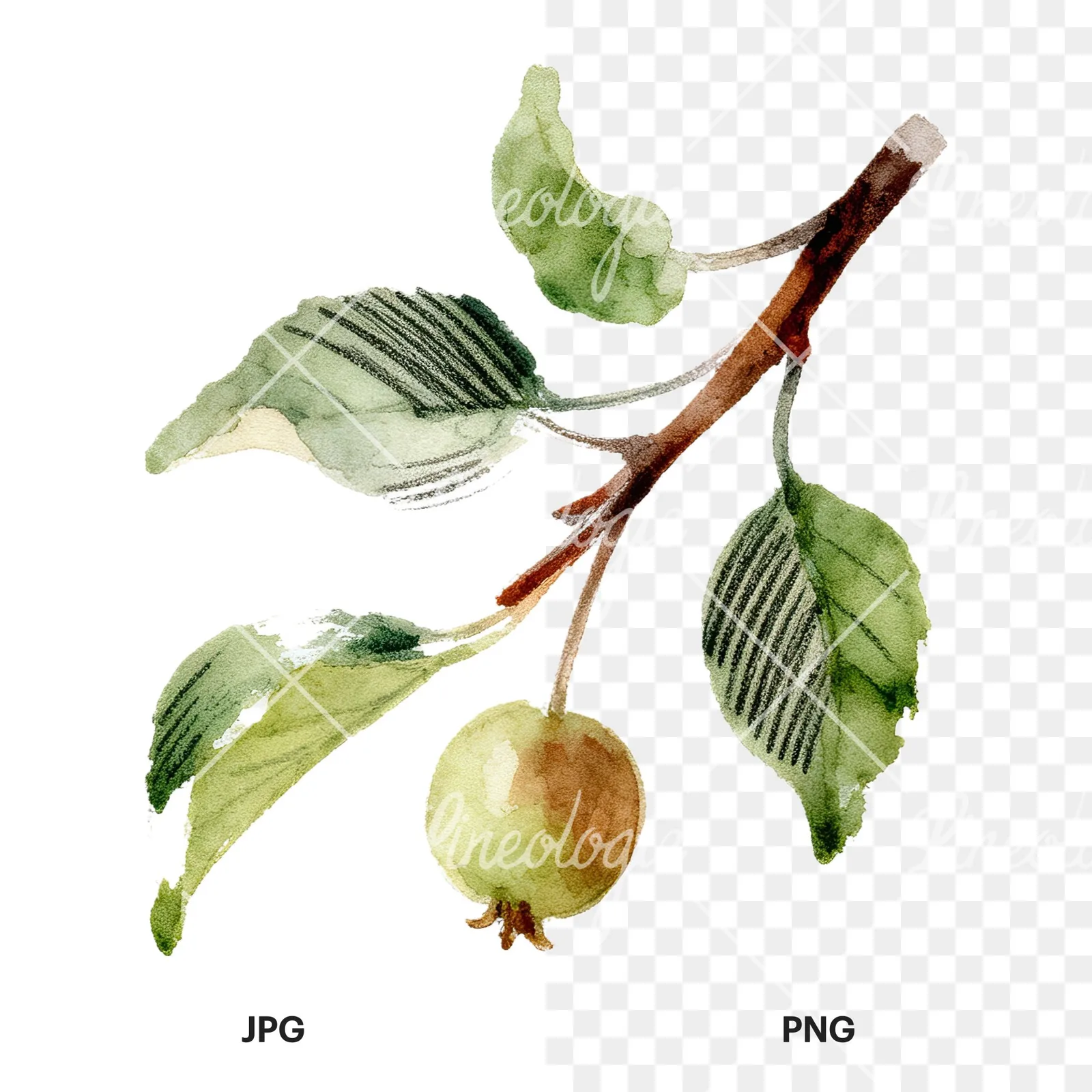 Watercolor apple and branch clipart 12 of 12, as a JPG on white and a transparent PNG