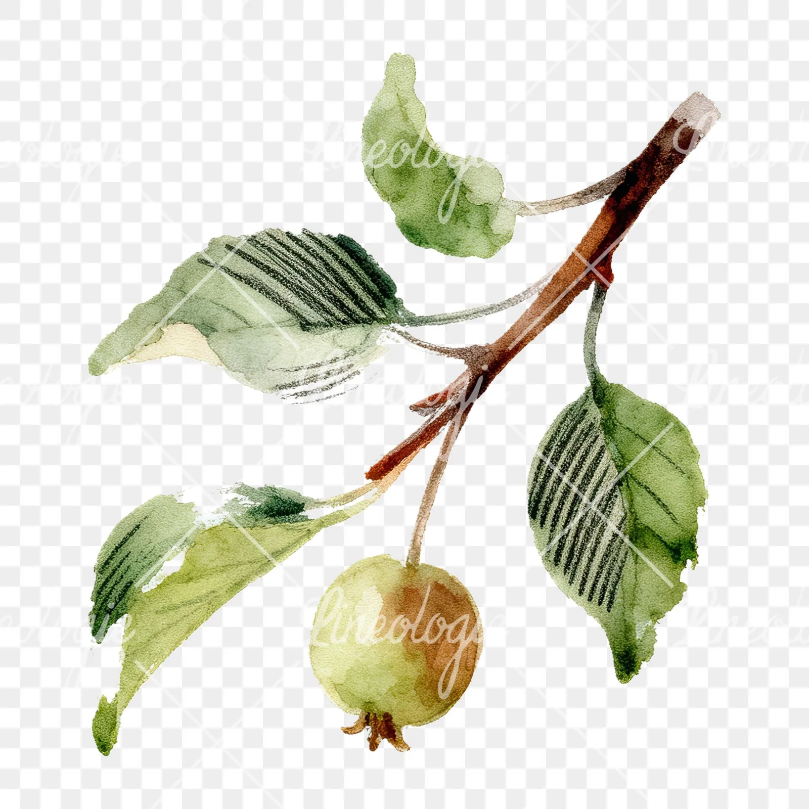 Watercolor apple and branch clipart 12 of 12 on a transparent background (PNG)