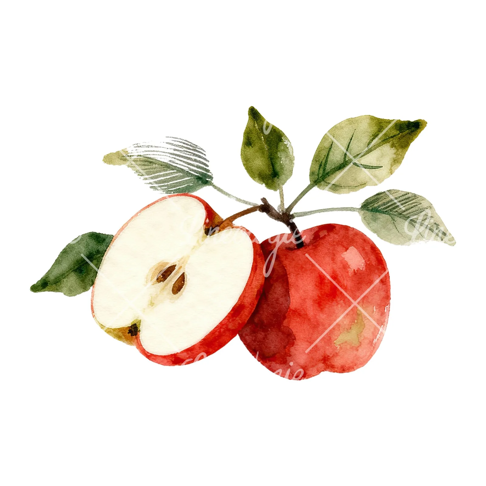 Watercolor apple branch clipart 3 of 14 on a white background (JPG)