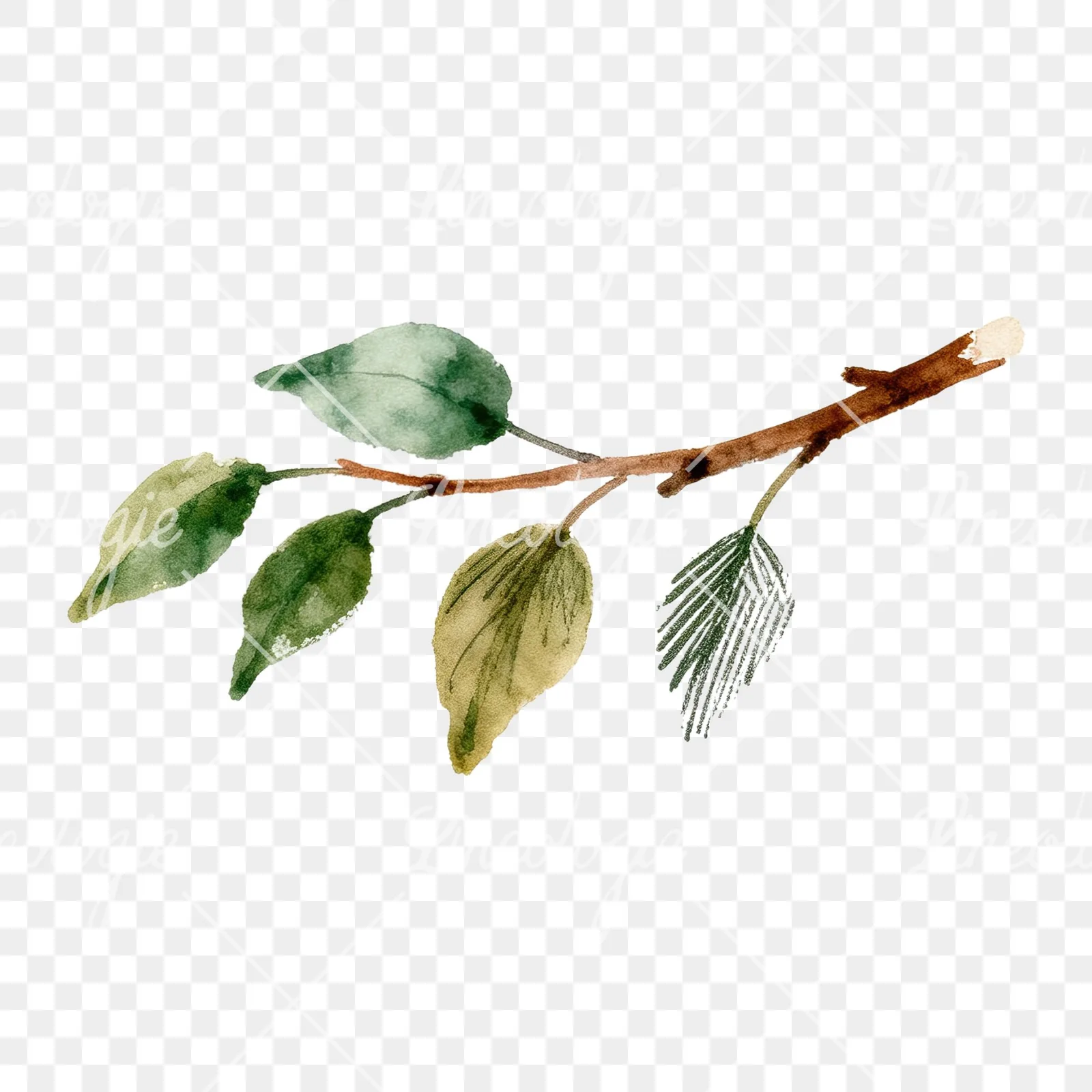 Watercolor apple branch clipart 5 of 14 on a transparent background (PNG)