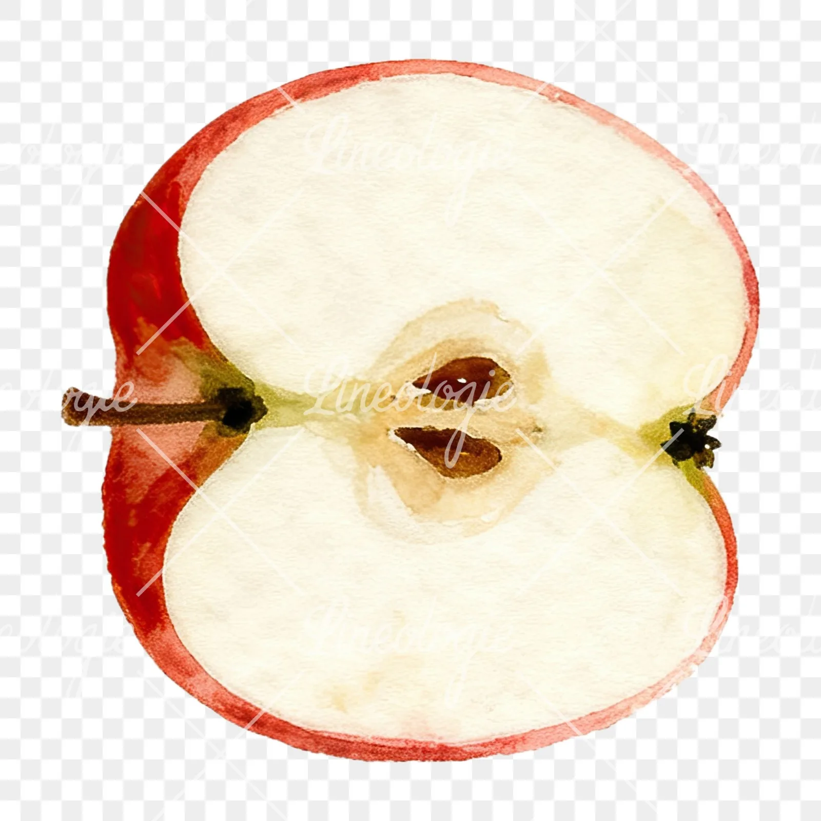 Watercolor apple branch clipart 8 of 14 on a transparent background (PNG)