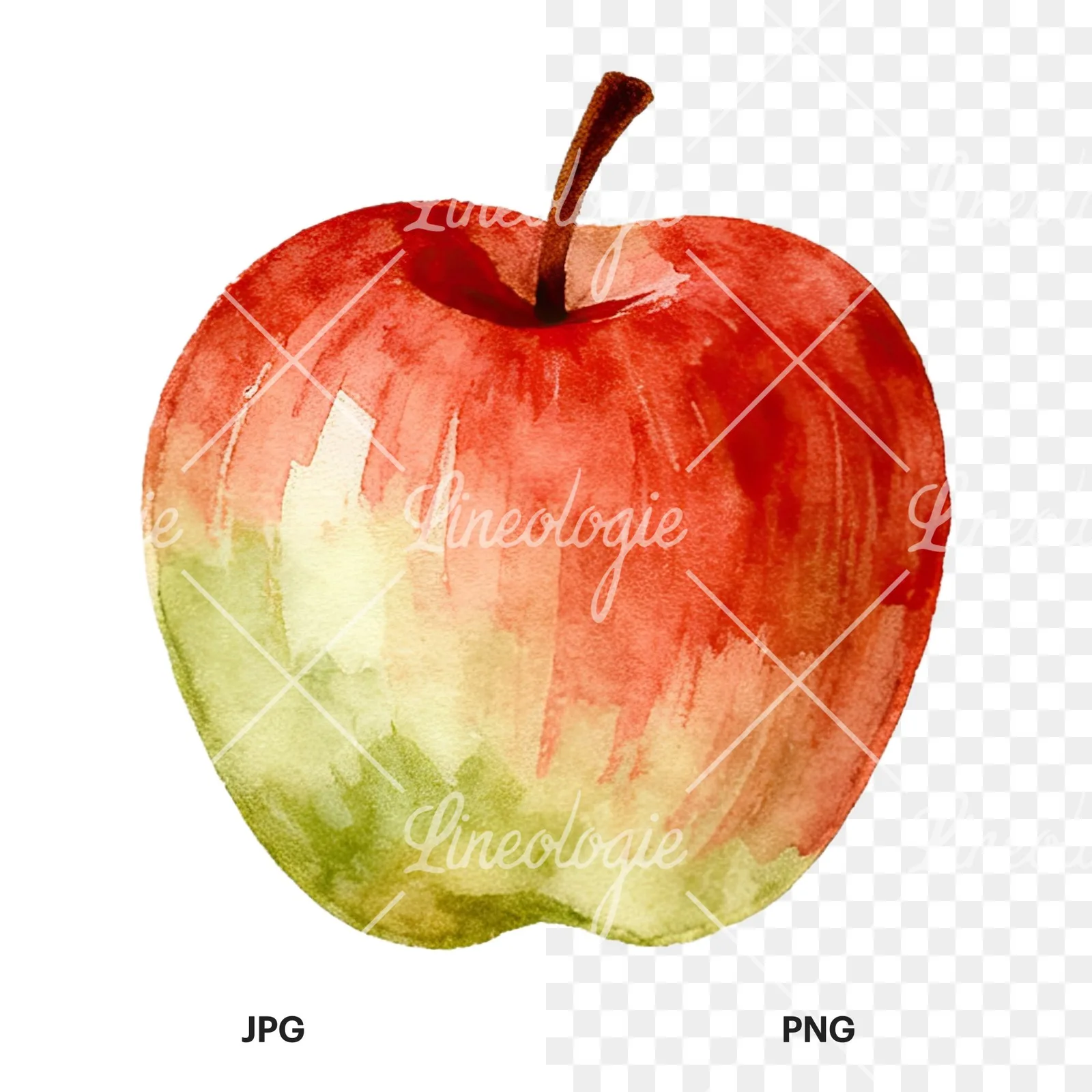 Watercolor apple branch clipart 9 of 14, as a JPG on white and a transparent PNG