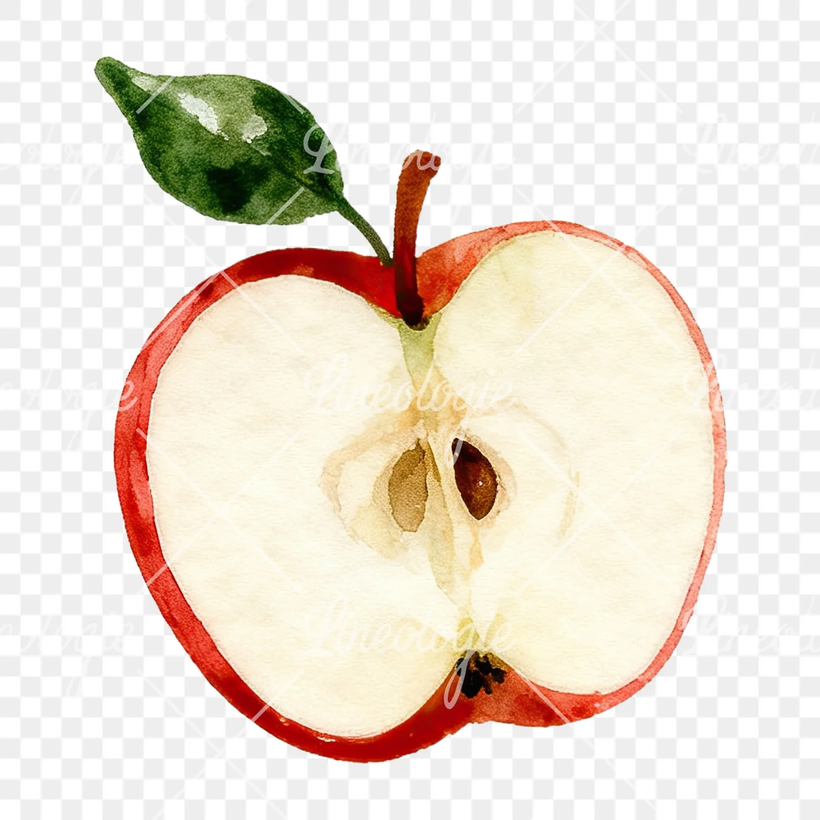 Watercolor apple branch clipart 10 of 14 on a transparent background (PNG)