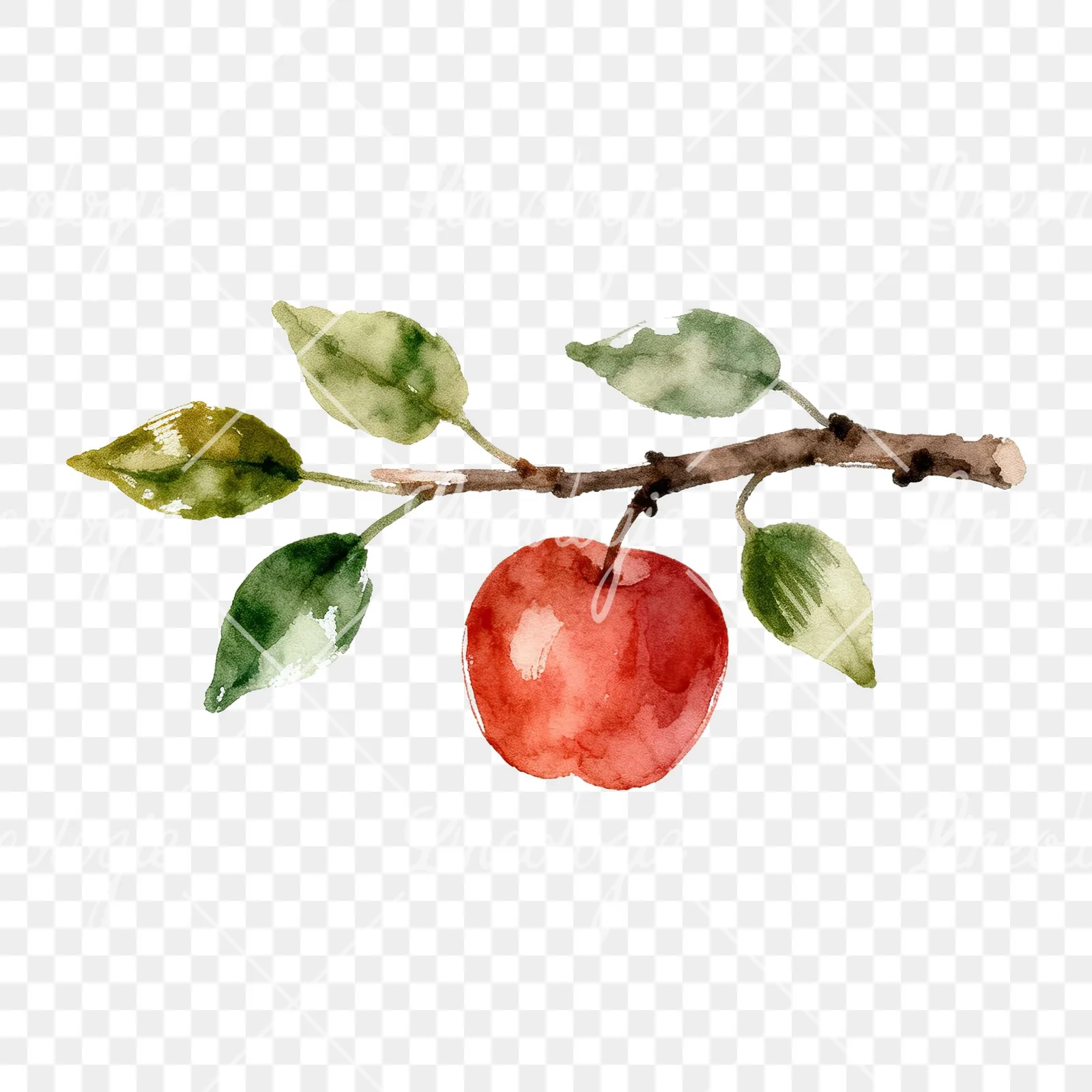 Watercolor apple branch clipart 13 of 14 on a transparent background (PNG)