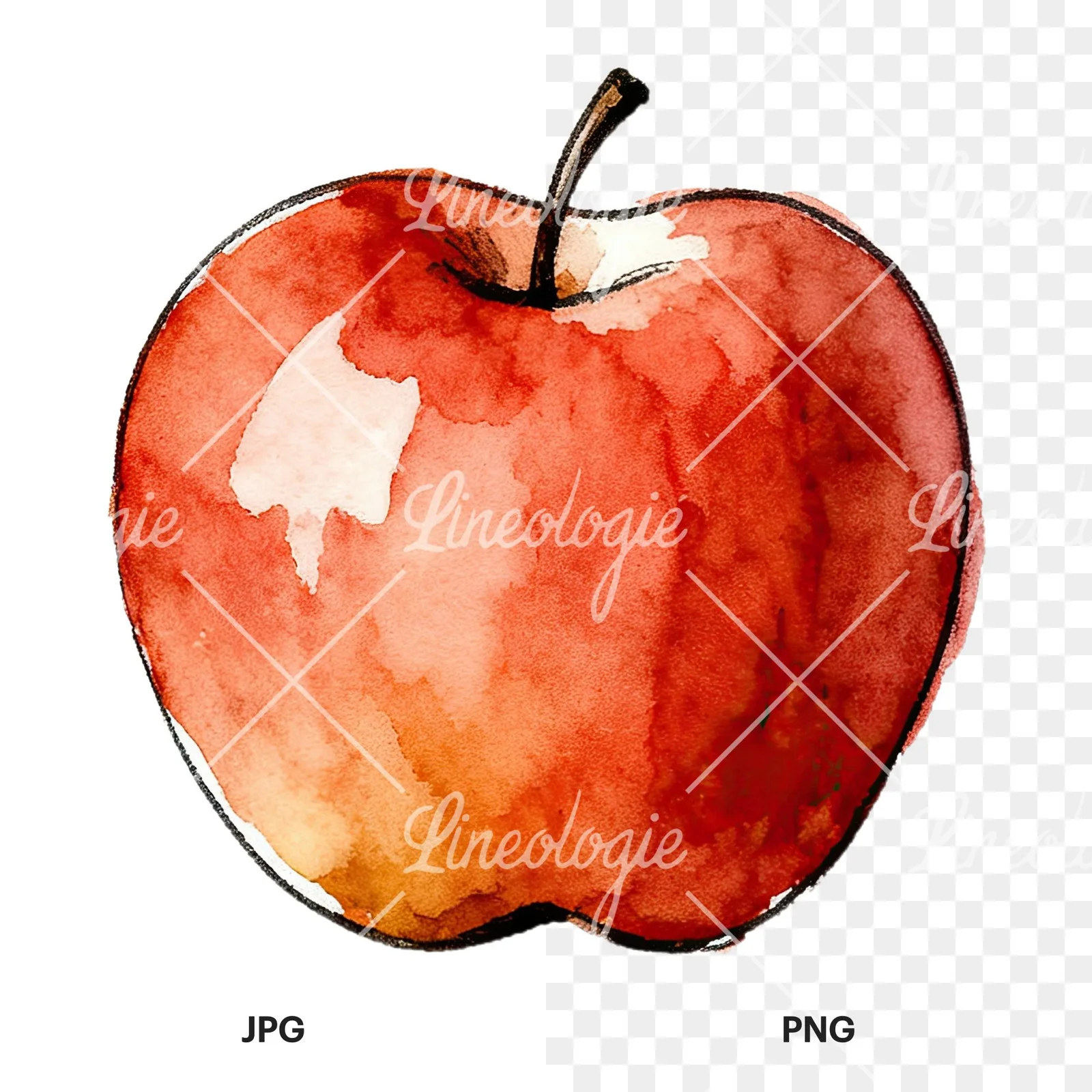 Watercolor red and green apple slices clipart 1 of 12, as a JPG on white and a transparent PNG