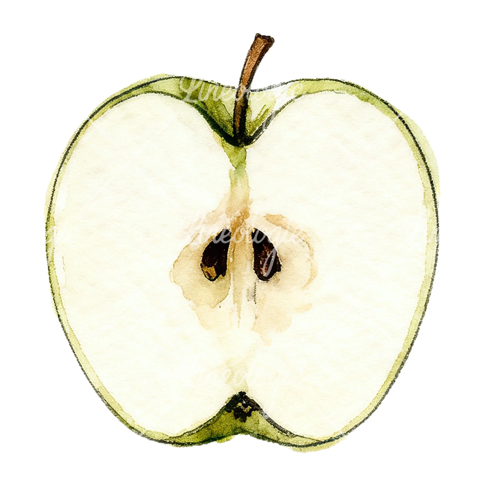 Watercolor red and green apple slices clipart 2 of 12 on a white background (JPG)
