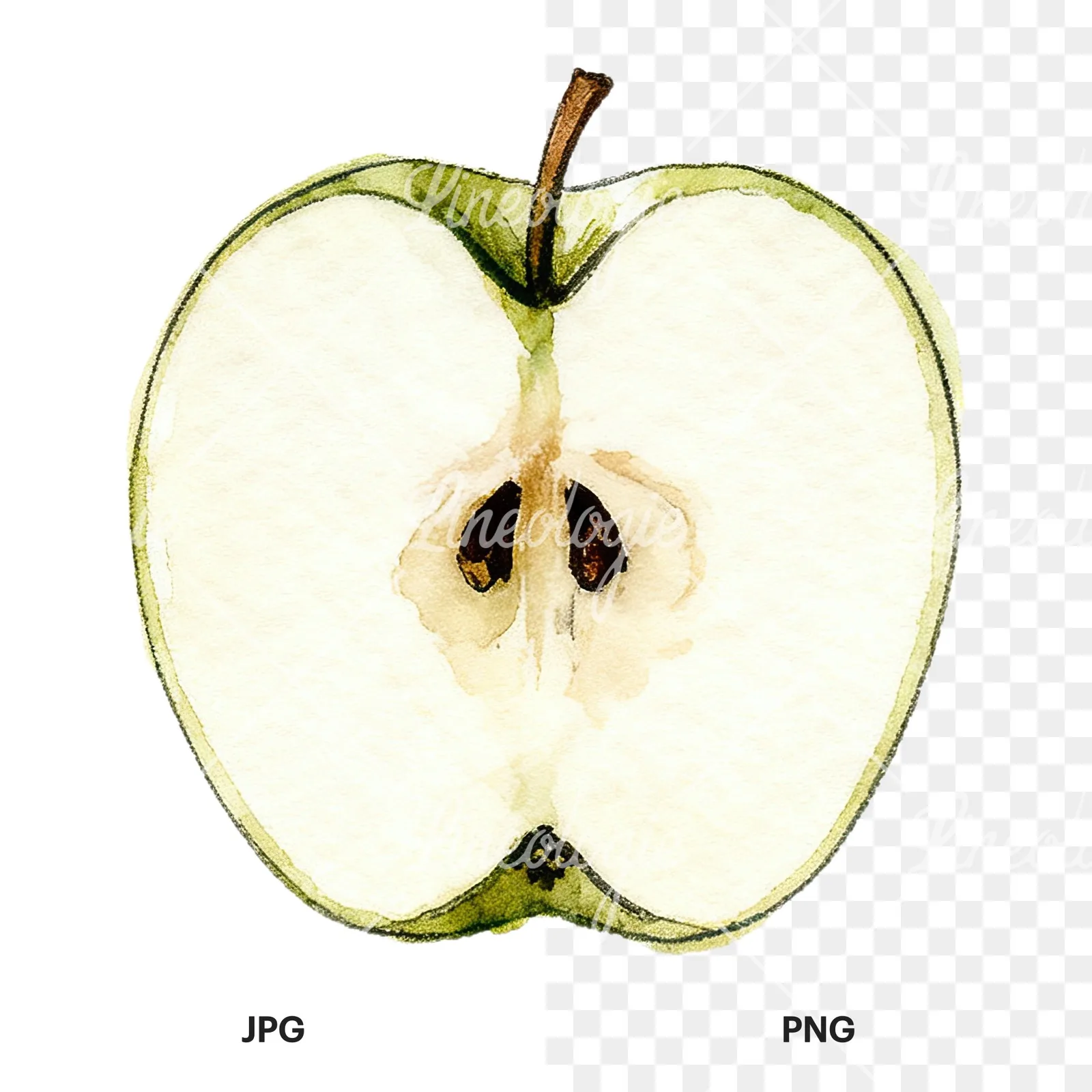 Watercolor red and green apple slices clipart 2 of 12, as a JPG on white and a transparent PNG