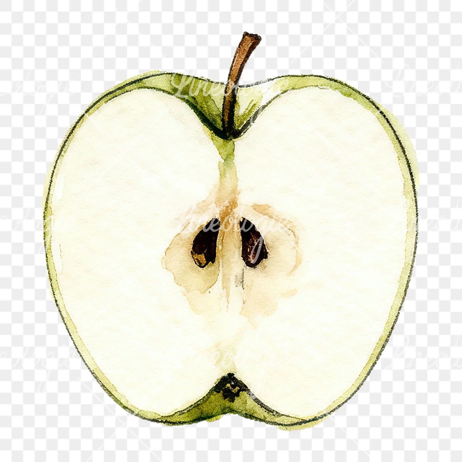 Watercolor red and green apple slices clipart 2 of 12 on a transparent background (PNG)