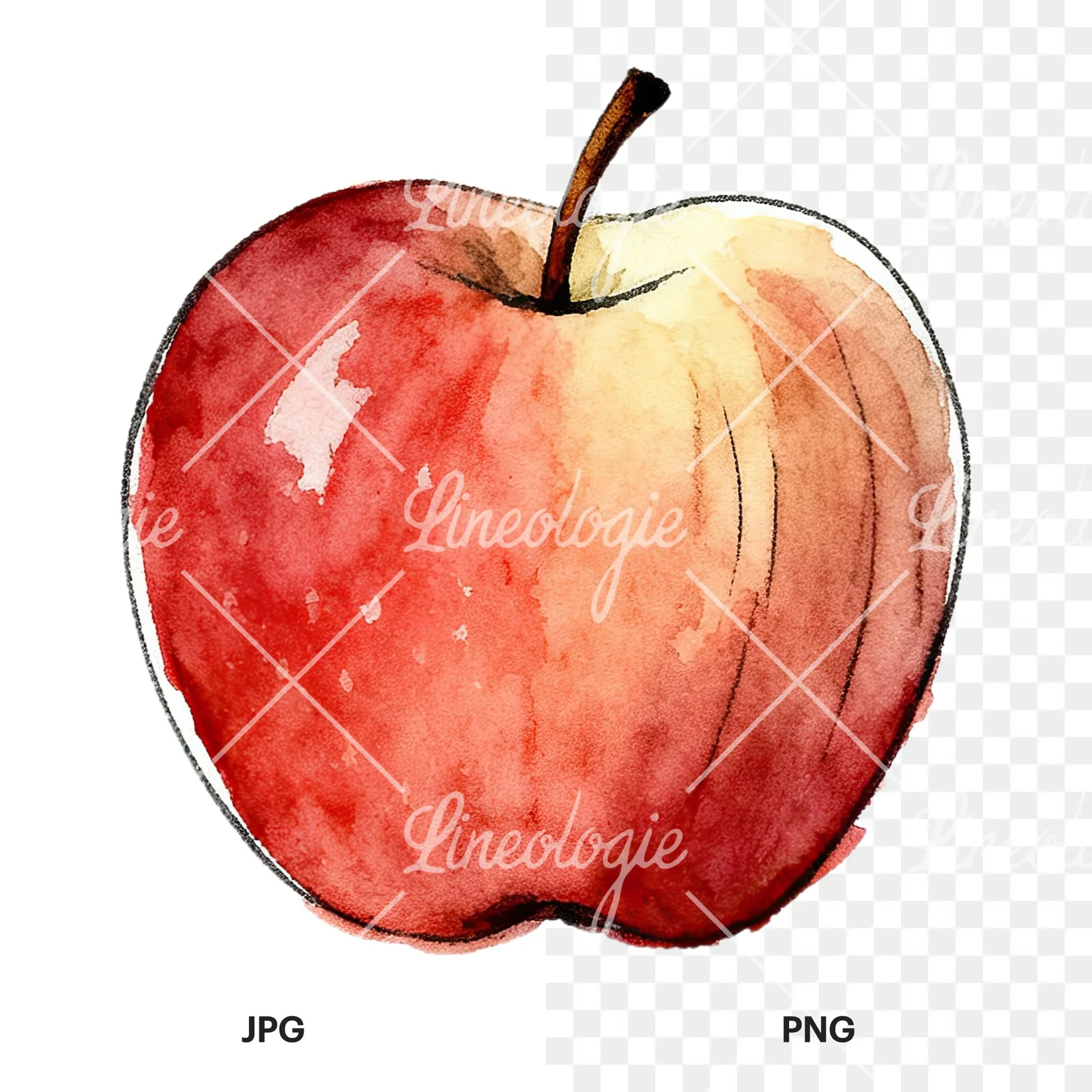 Watercolor red and green apple slices clipart 3 of 12, as a JPG on white and a transparent PNG