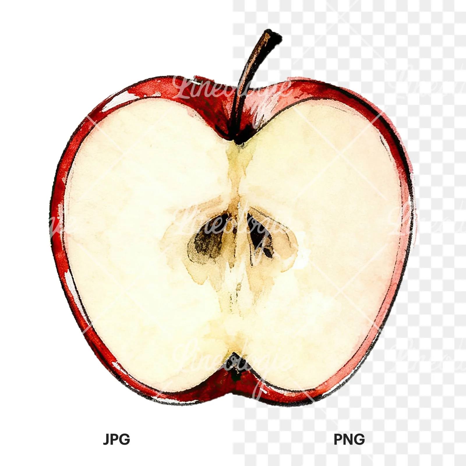 Watercolor red and green apple slices clipart 4 of 12, as a JPG on white and a transparent PNG