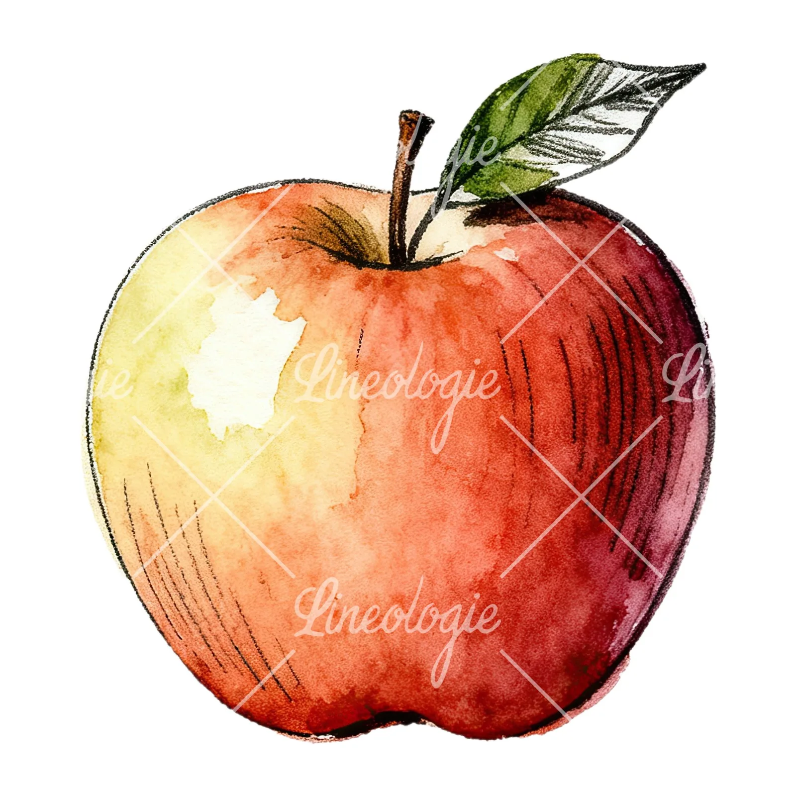 Watercolor red and green apple slices clipart 5 of 12 on a white background (JPG)