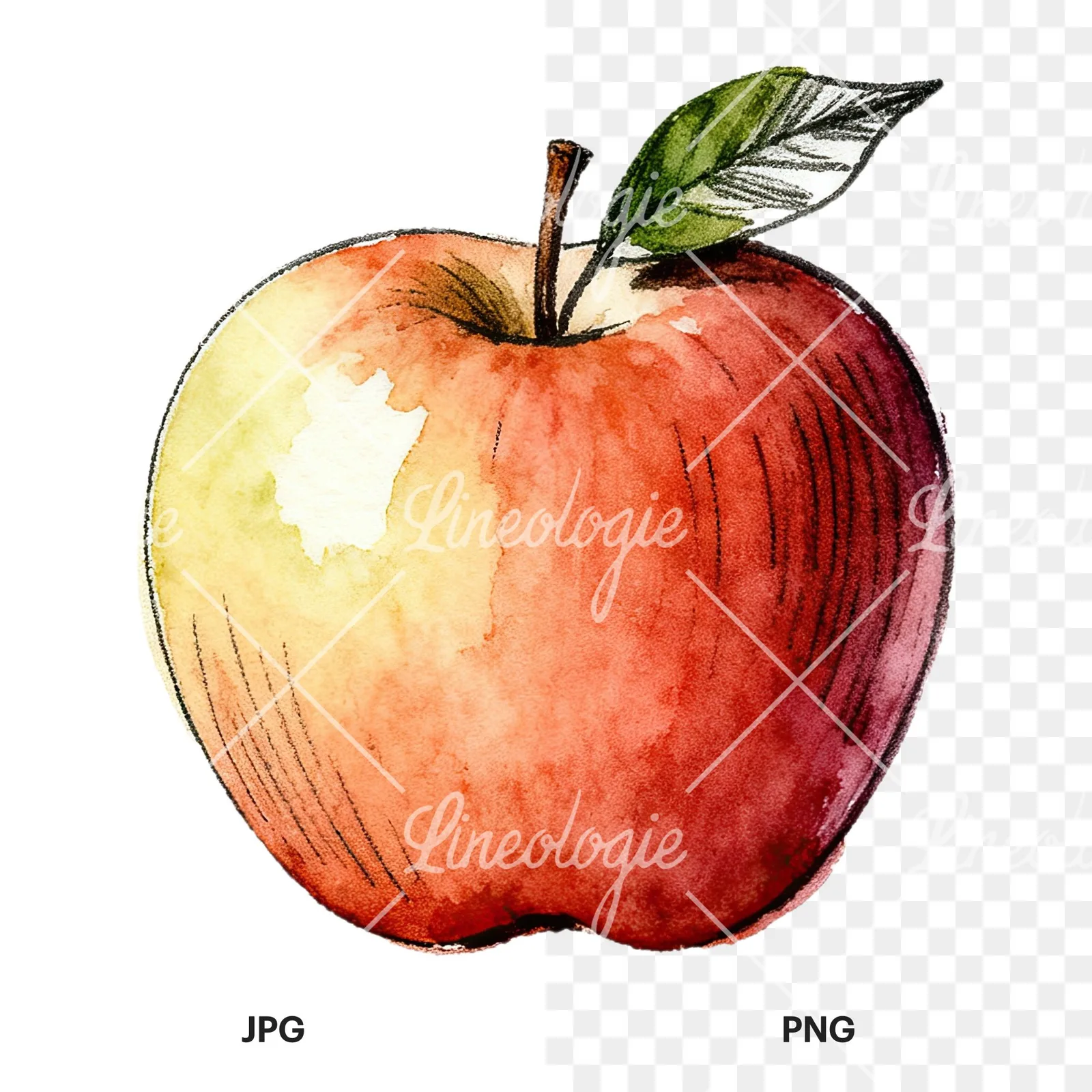 Watercolor red and green apple slices clipart 5 of 12, as a JPG on white and a transparent PNG