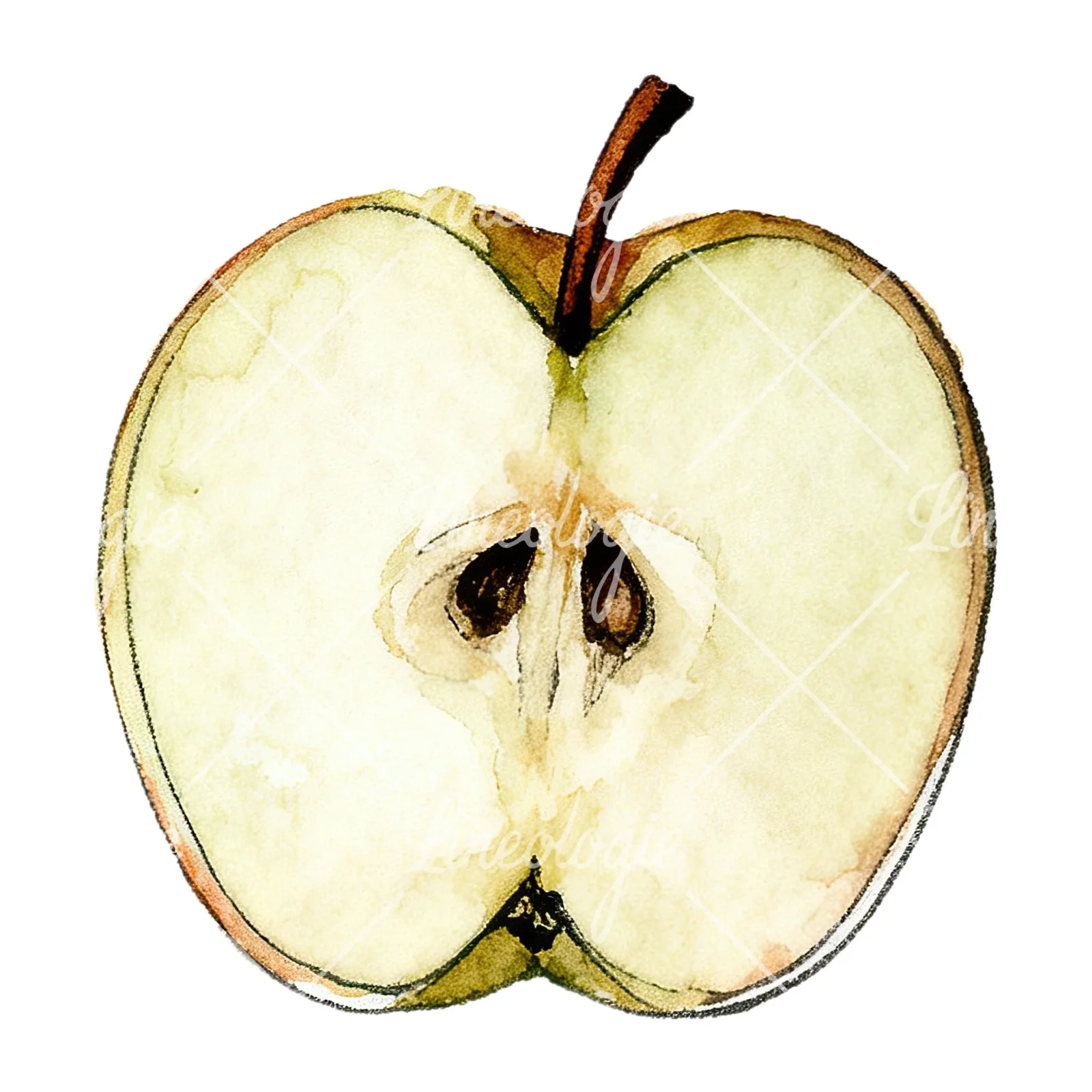 Watercolor red and green apple slices clipart 6 of 12 on a white background (JPG)