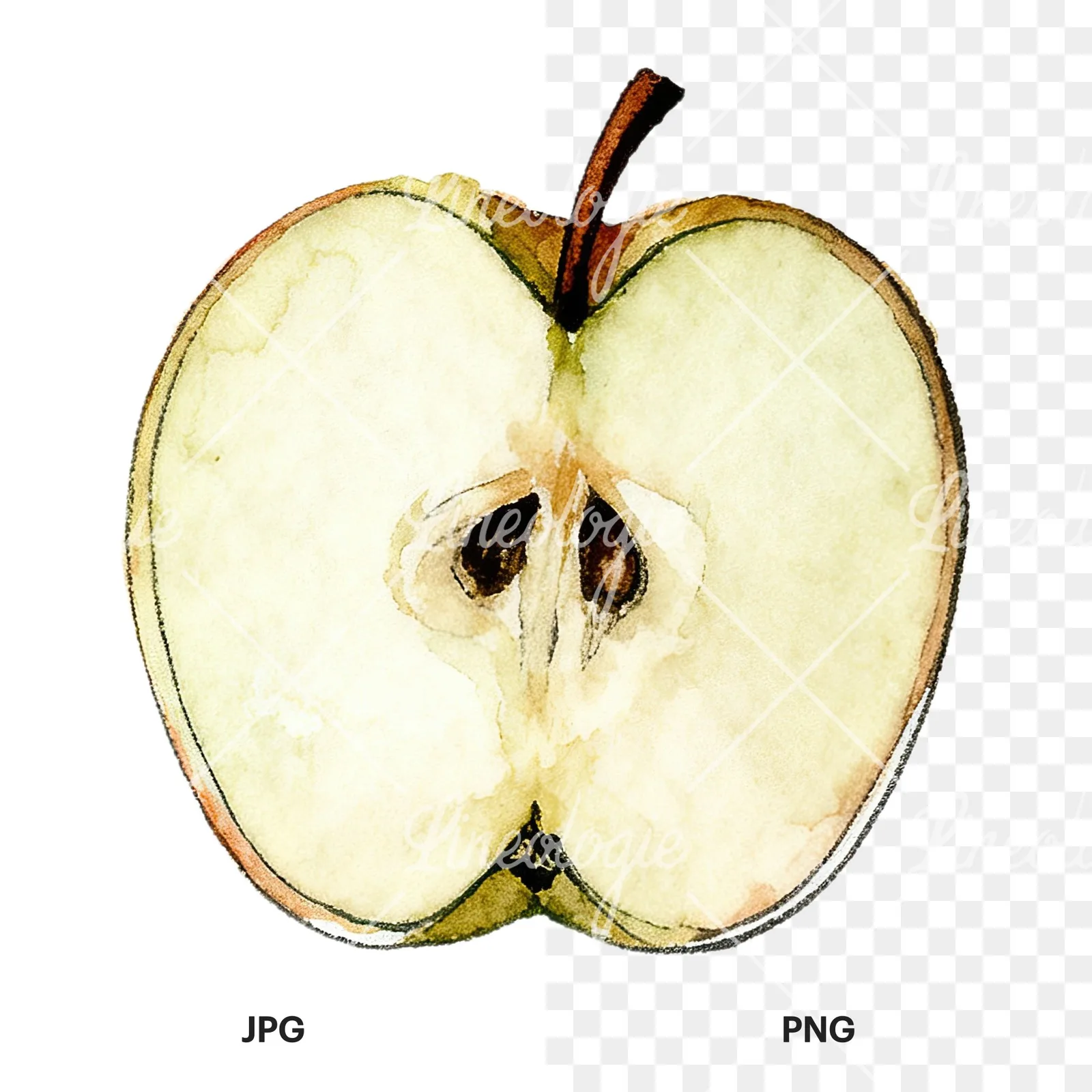 Watercolor red and green apple slices clipart 6 of 12, as a JPG on white and a transparent PNG