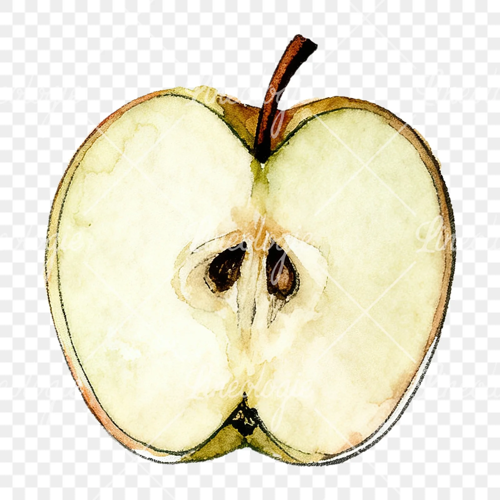 Watercolor red and green apple slices clipart 6 of 12 on a transparent background (PNG)