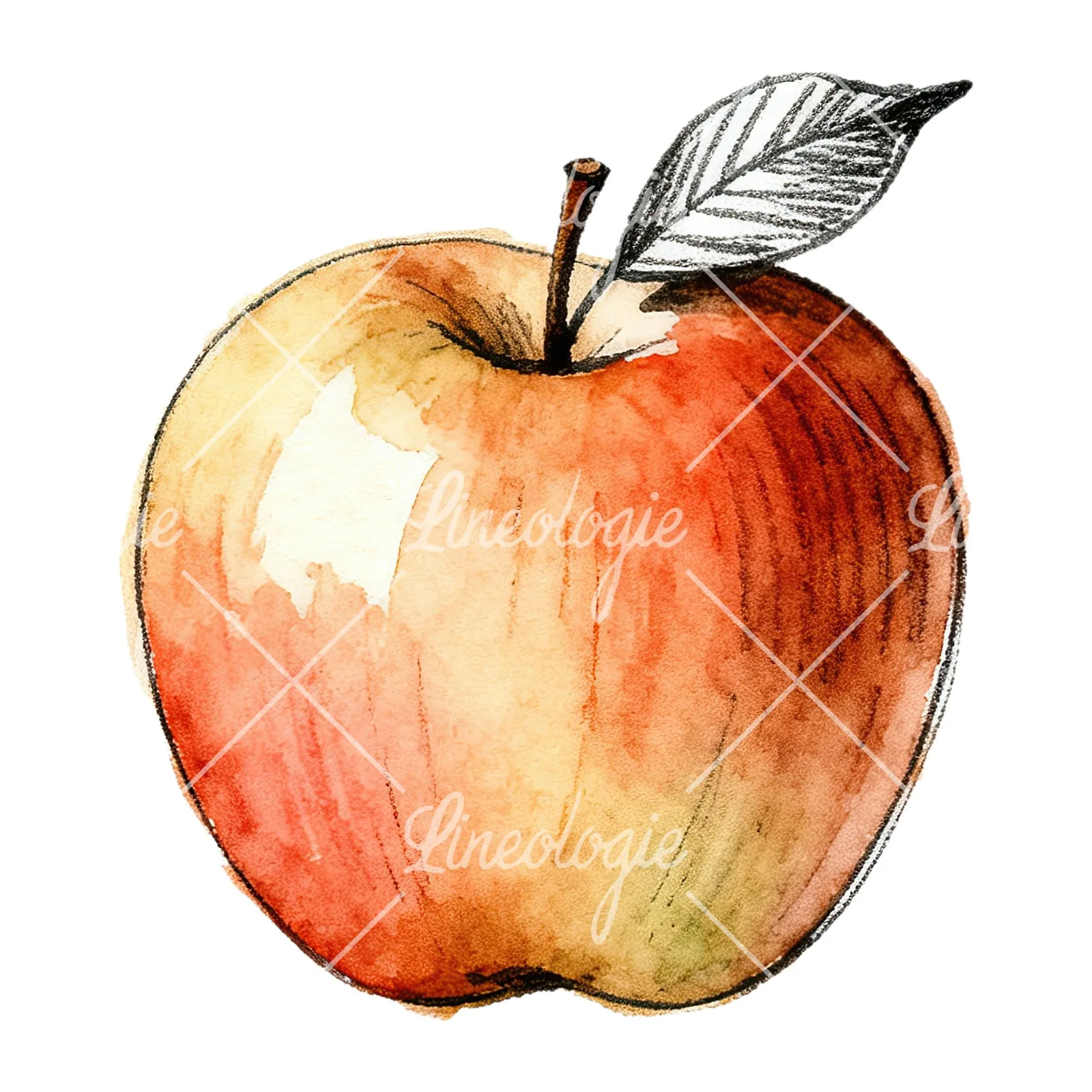 Watercolor red and green apple slices clipart 8 of 12 on a white background (JPG)