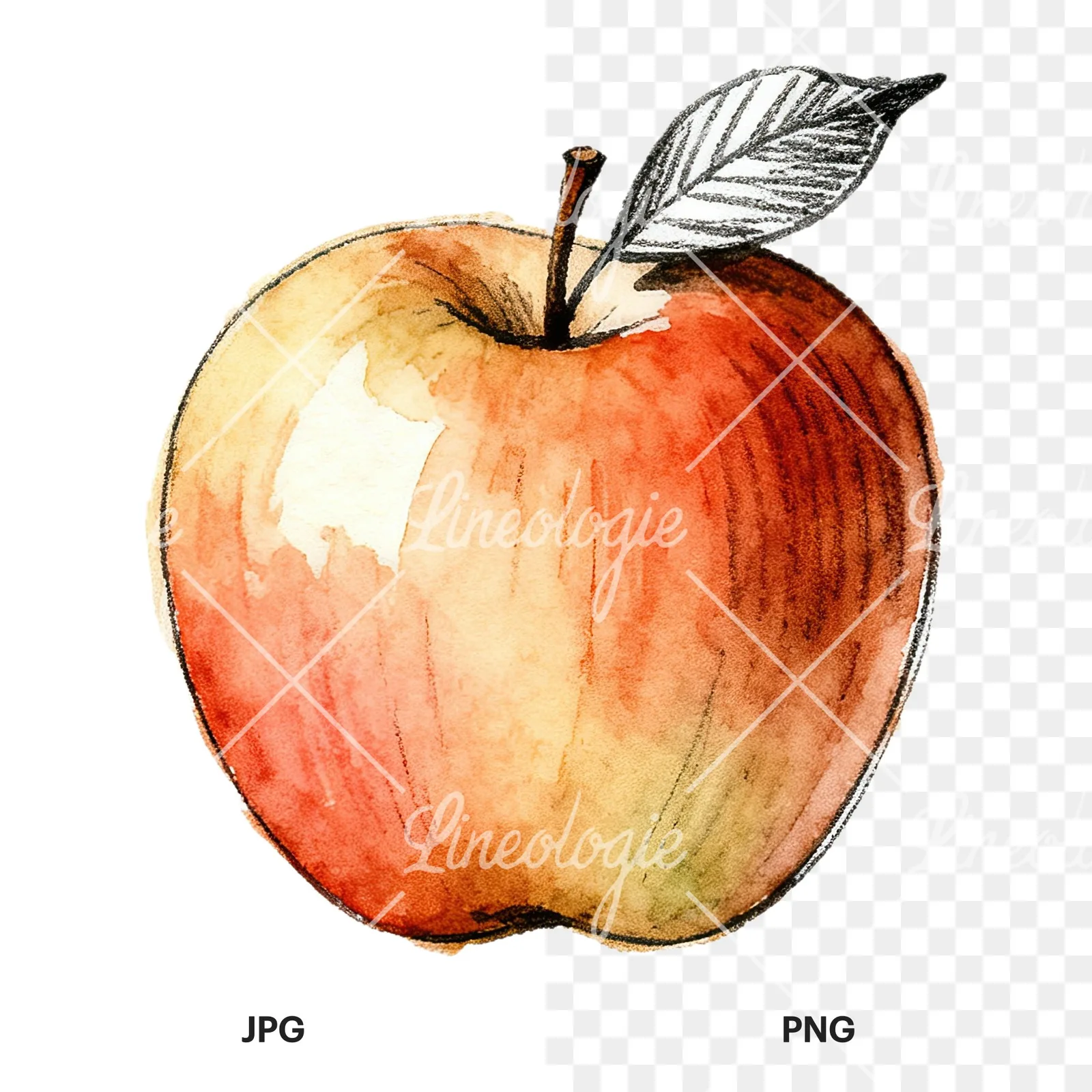 Watercolor red and green apple slices clipart 8 of 12, as a JPG on white and a transparent PNG