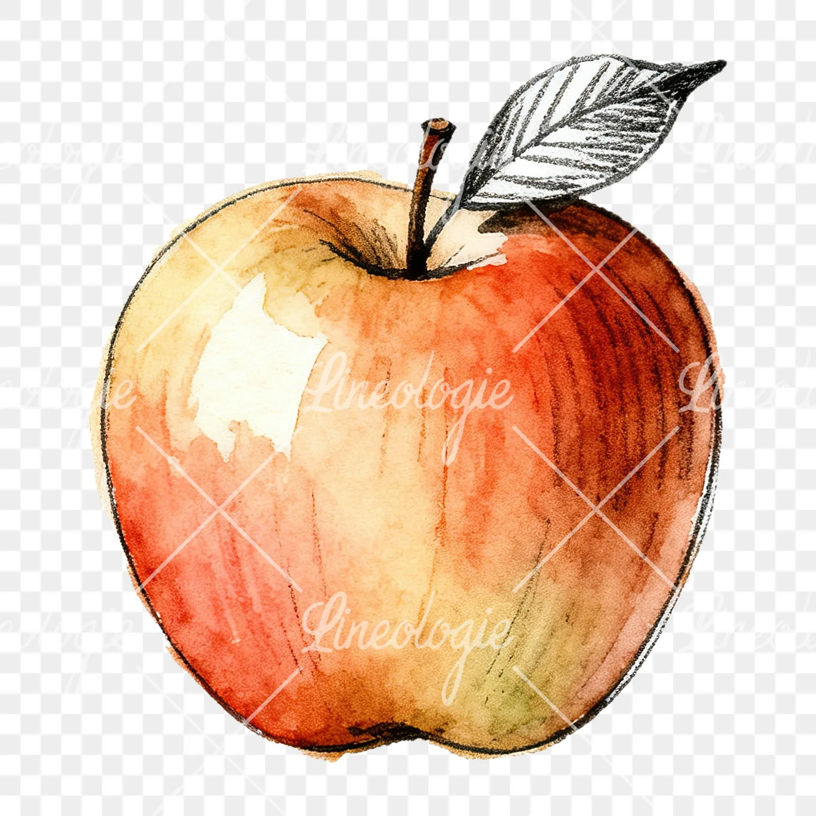 Watercolor red and green apple slices clipart 8 of 12 on a transparent background (PNG)