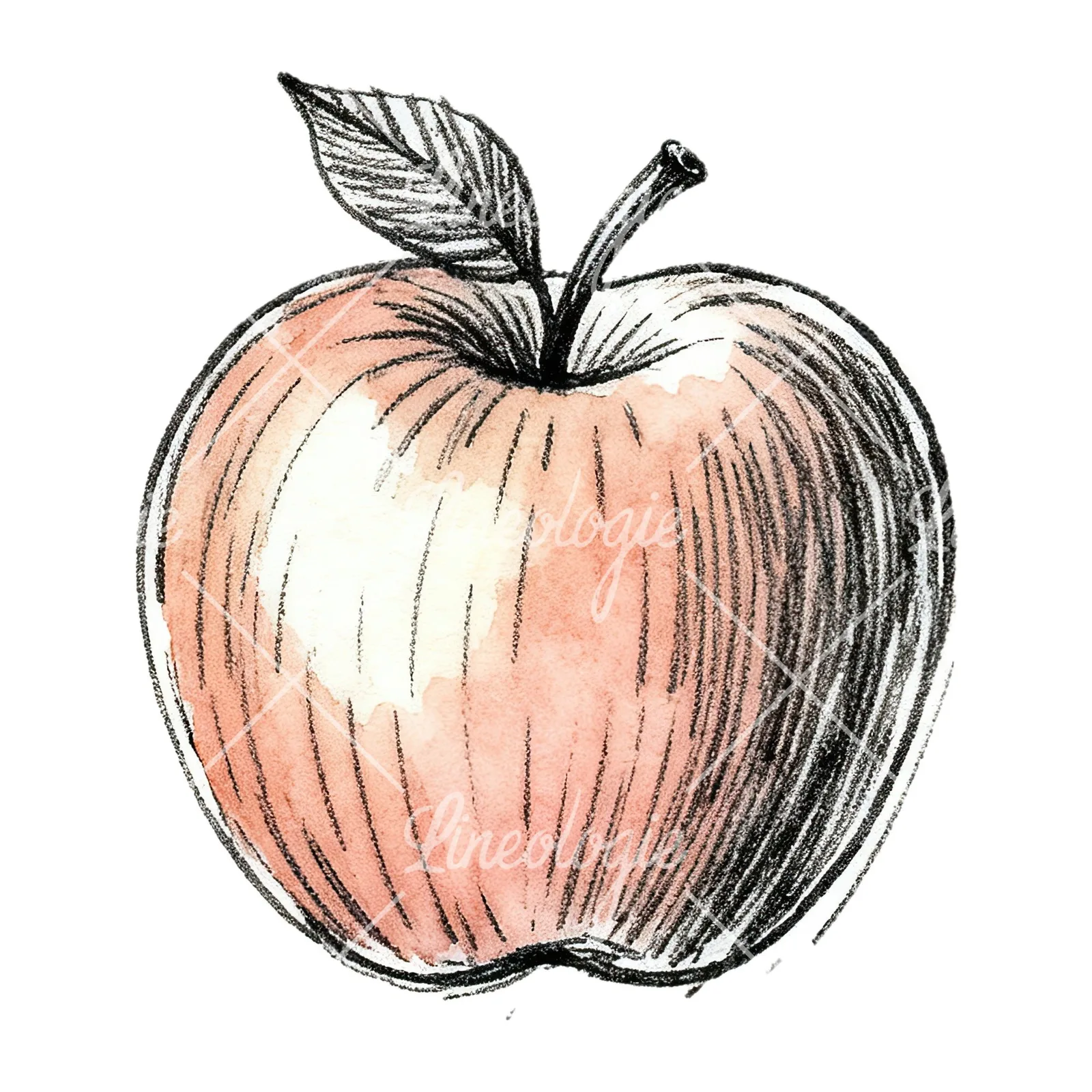 Watercolor red and green apple slices clipart 10 of 12 on a white background (JPG)