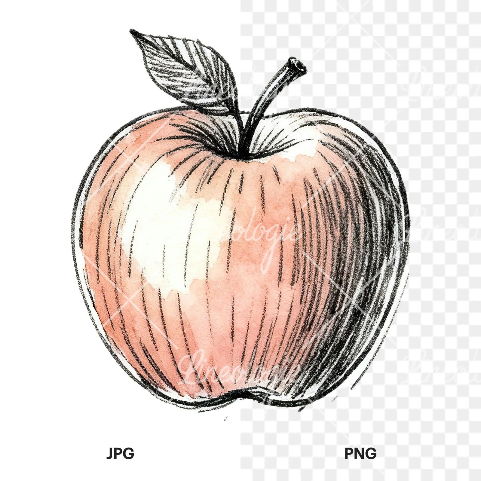 Watercolor red and green apple slices clipart 10 of 12, as a JPG on white and a transparent PNG