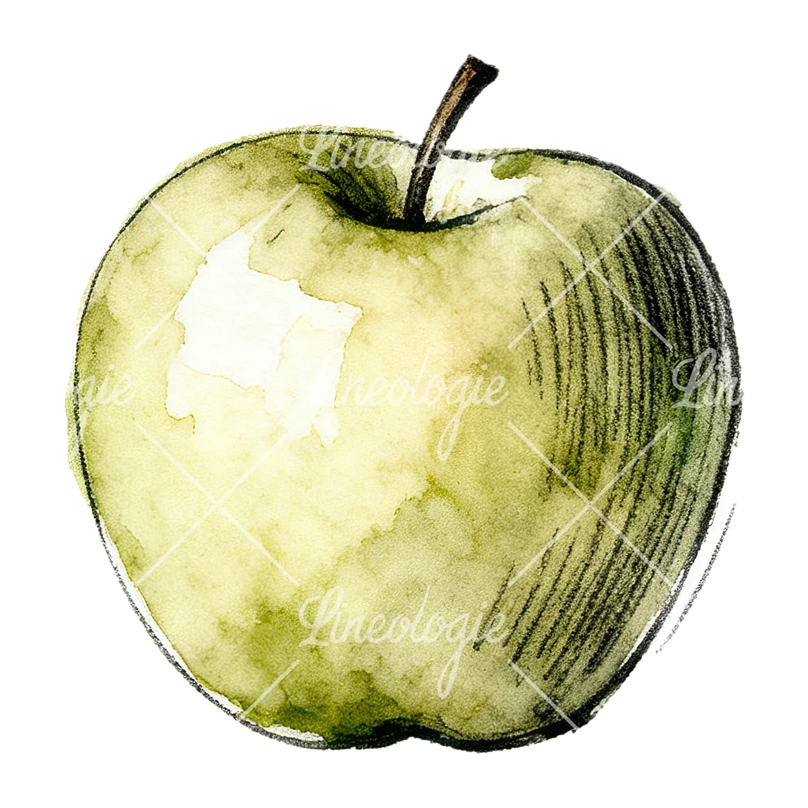 Watercolor red and green apple slices clipart 11 of 12 on a white background (JPG)