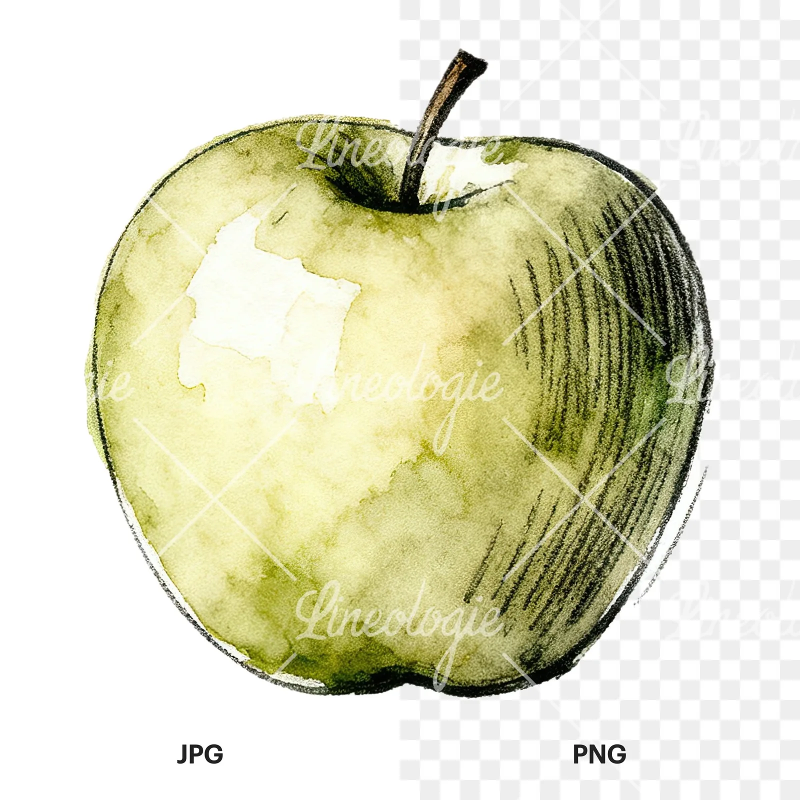 Watercolor red and green apple slices clipart 11 of 12, as a JPG on white and a transparent PNG