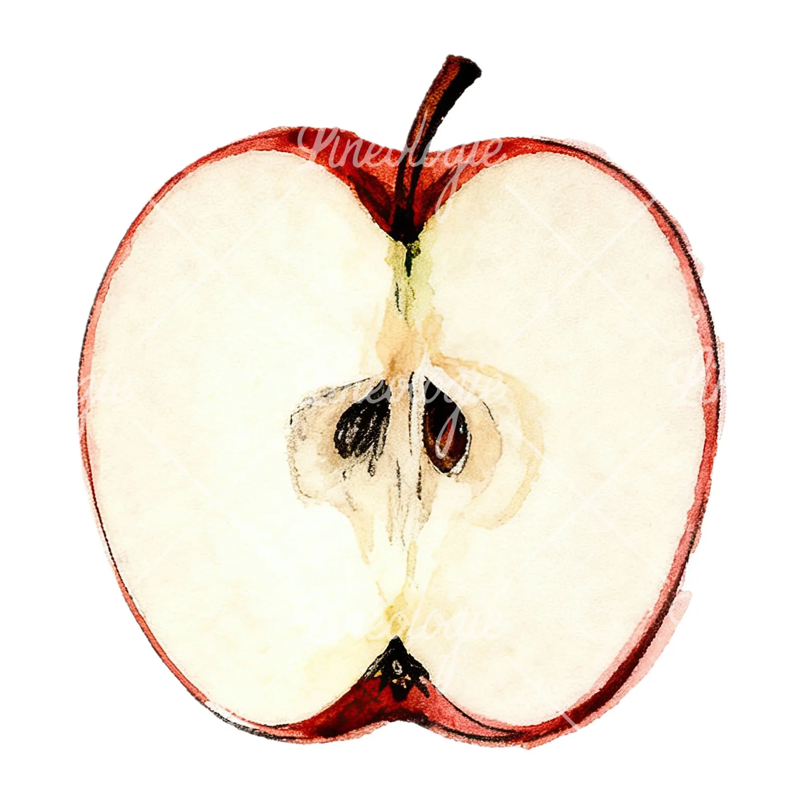 Watercolor red and green apple slices clipart 12 of 12 on a white background (JPG)