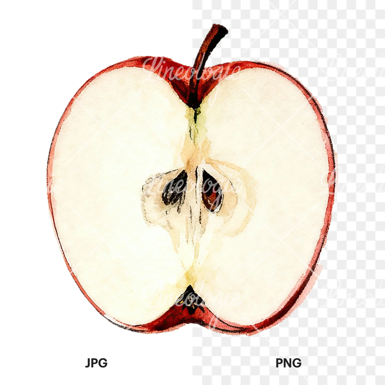 Watercolor red and green apple slices clipart 12 of 12, as a JPG on white and a transparent PNG