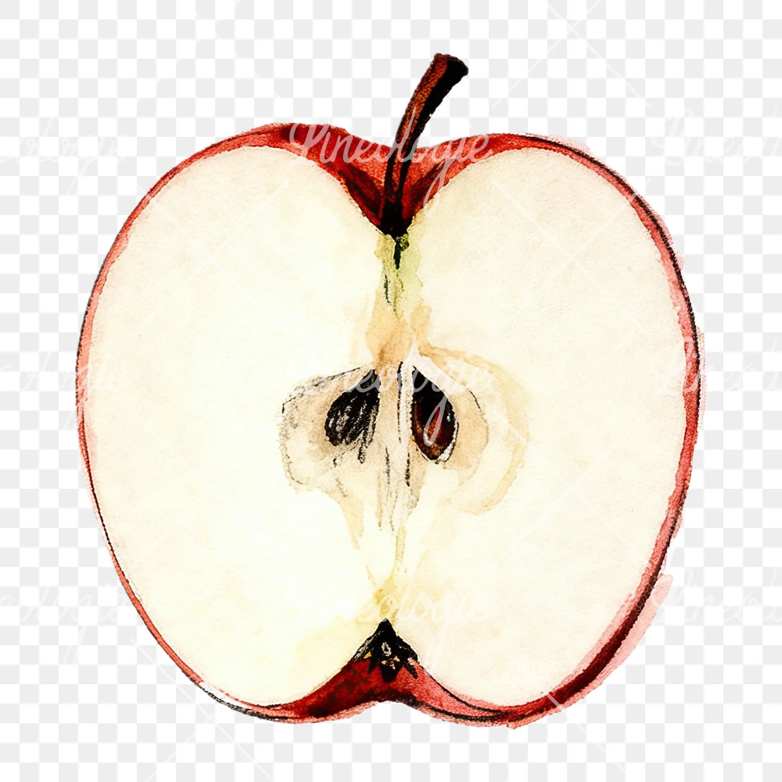 Watercolor red and green apple slices clipart 12 of 12 on a transparent background (PNG)